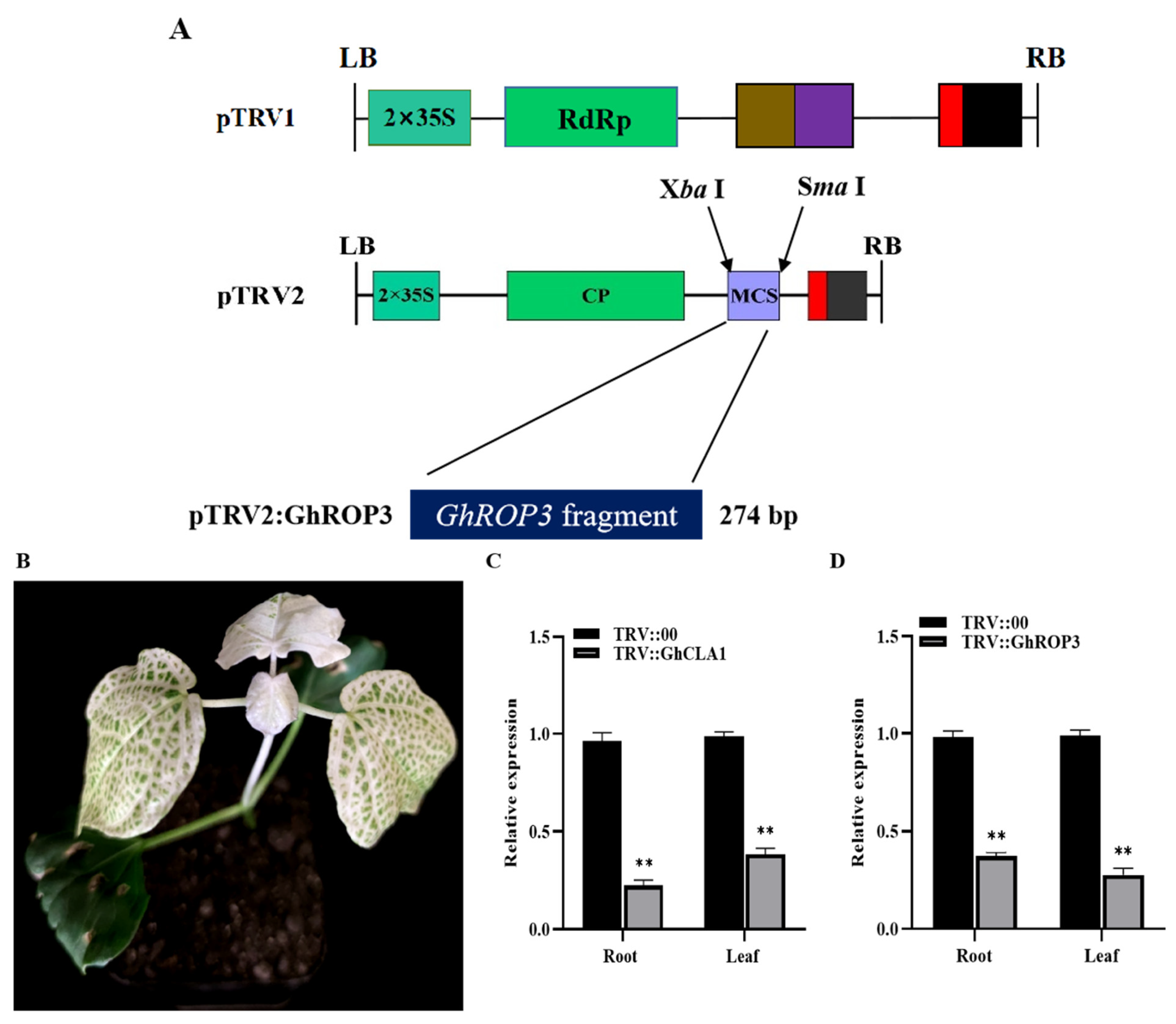 Plants 11 01580 g004a Plants 11 01580 g004a