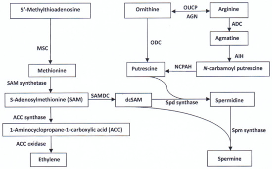 Plants | Free Full-Text | Amino Acids in Rice Grains and Their 