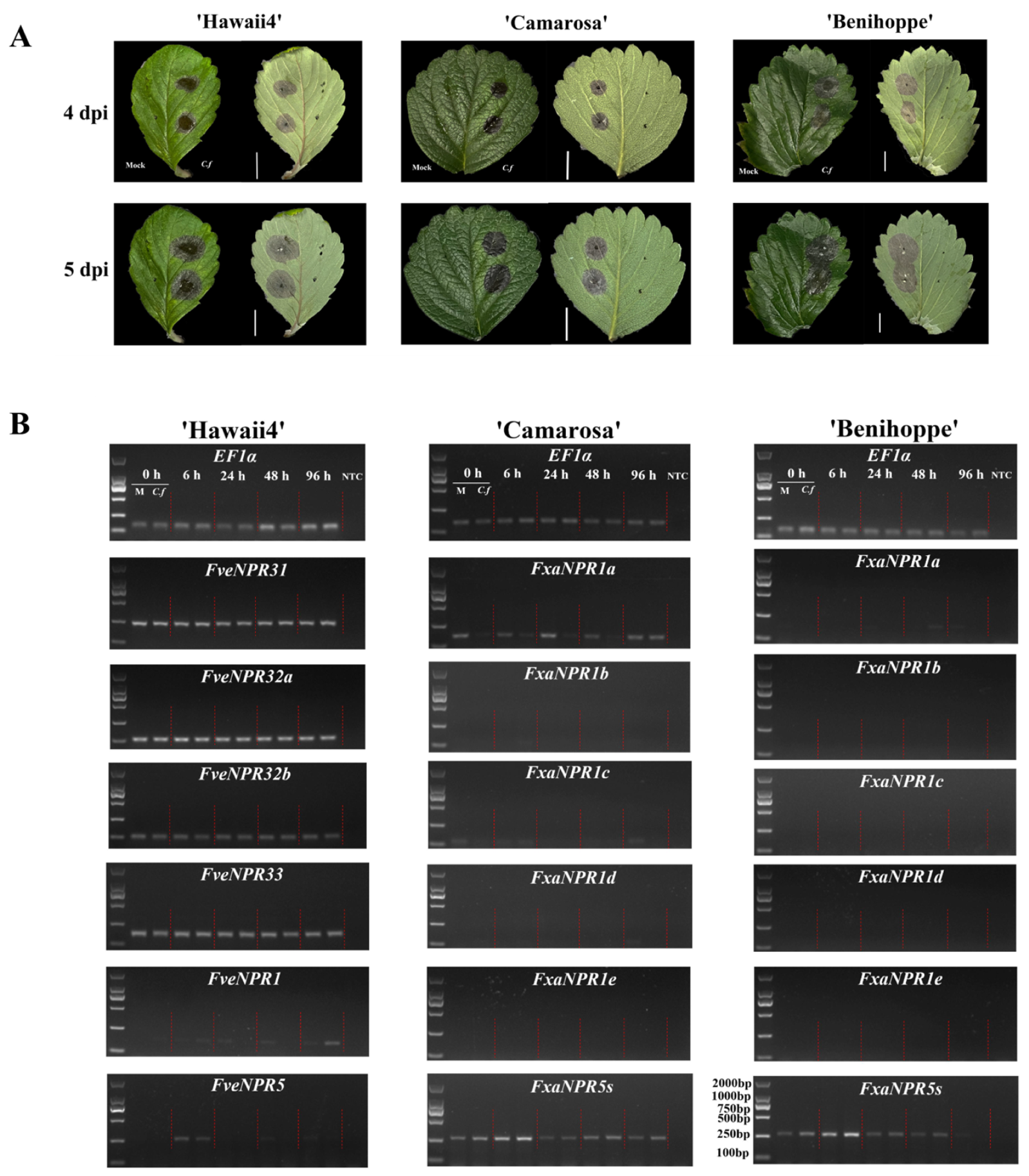 Plants 11 01589 g006