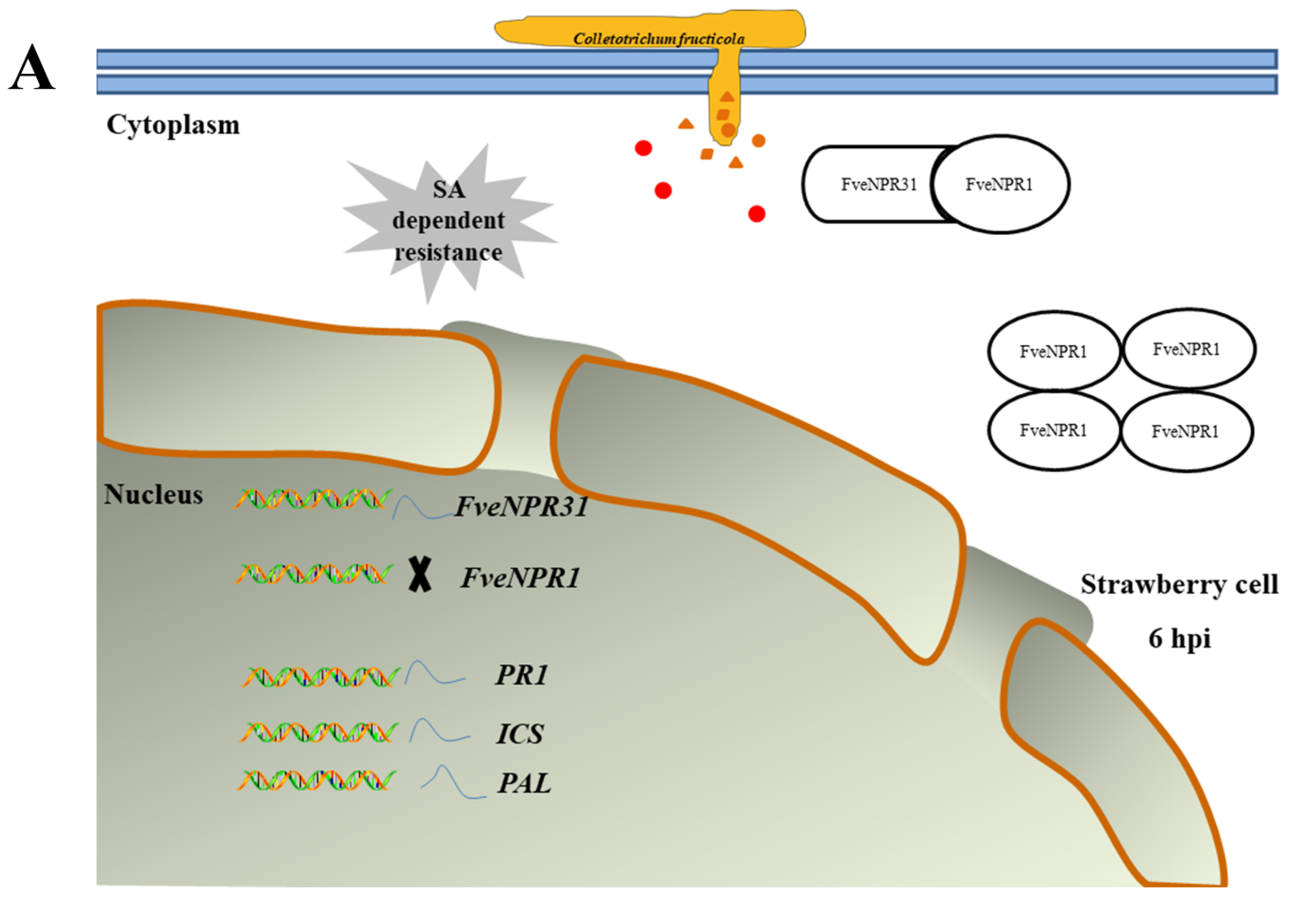 Plants 11 01589 g010a