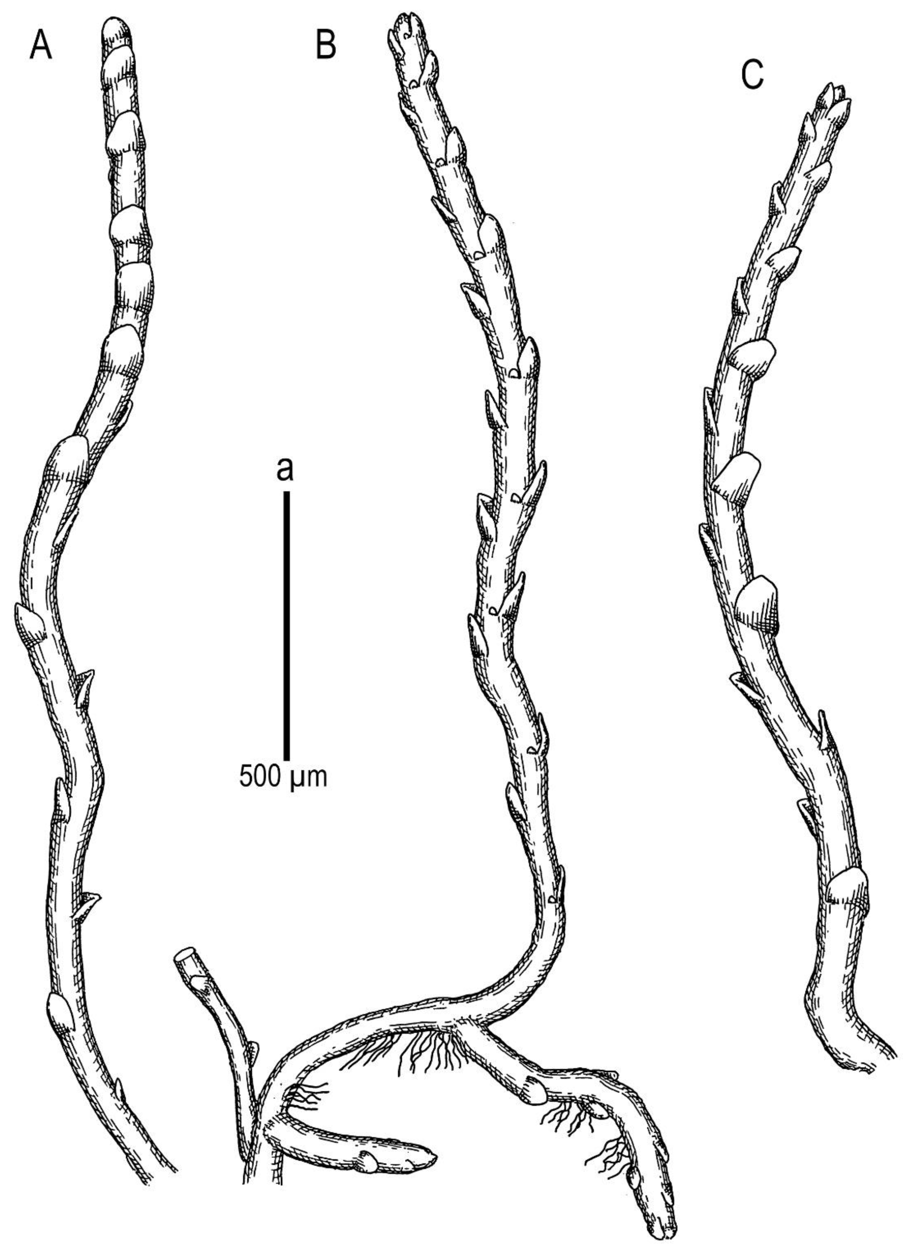 Plants 11 01596 g005
