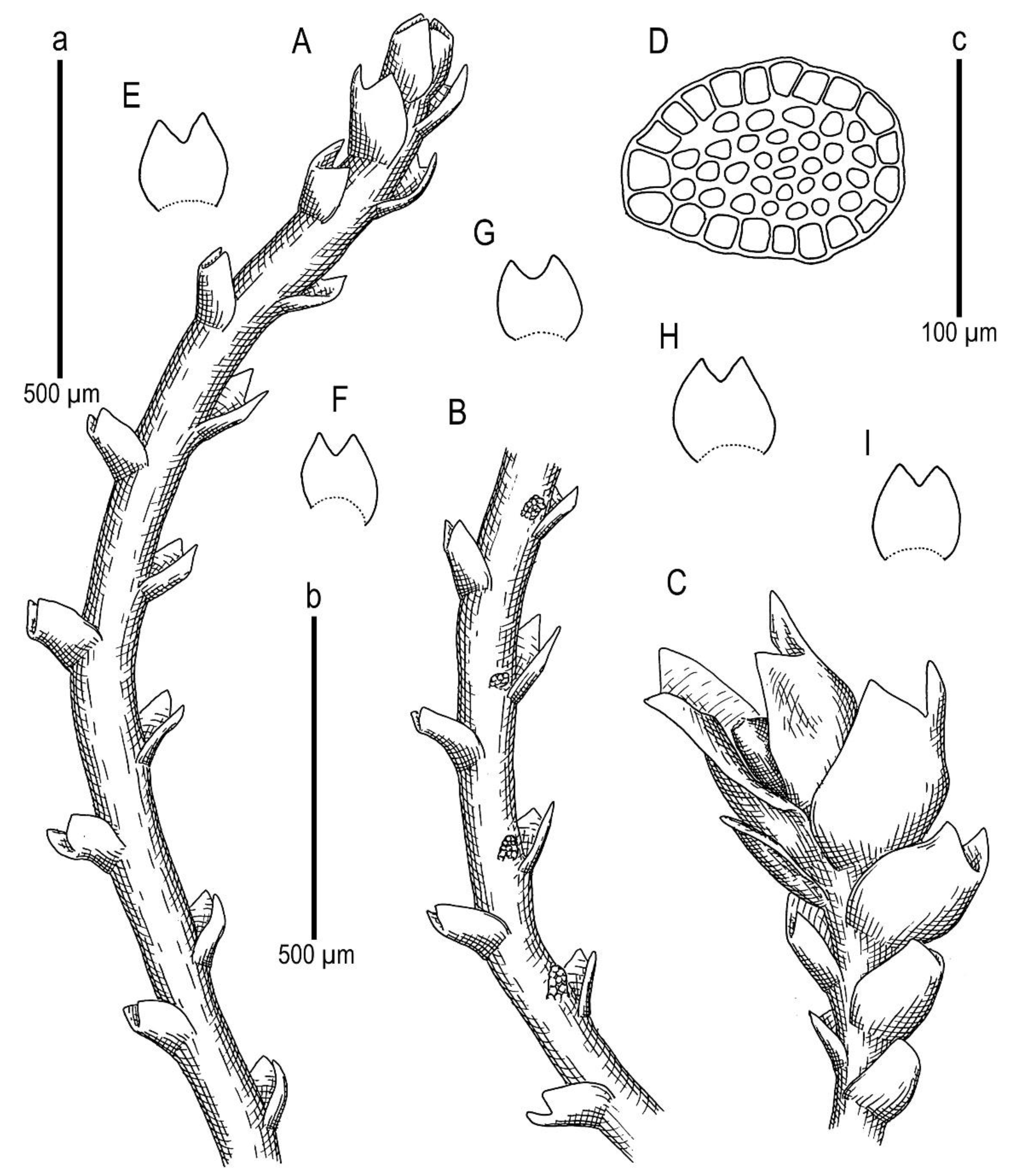 Plants 11 01596 g007