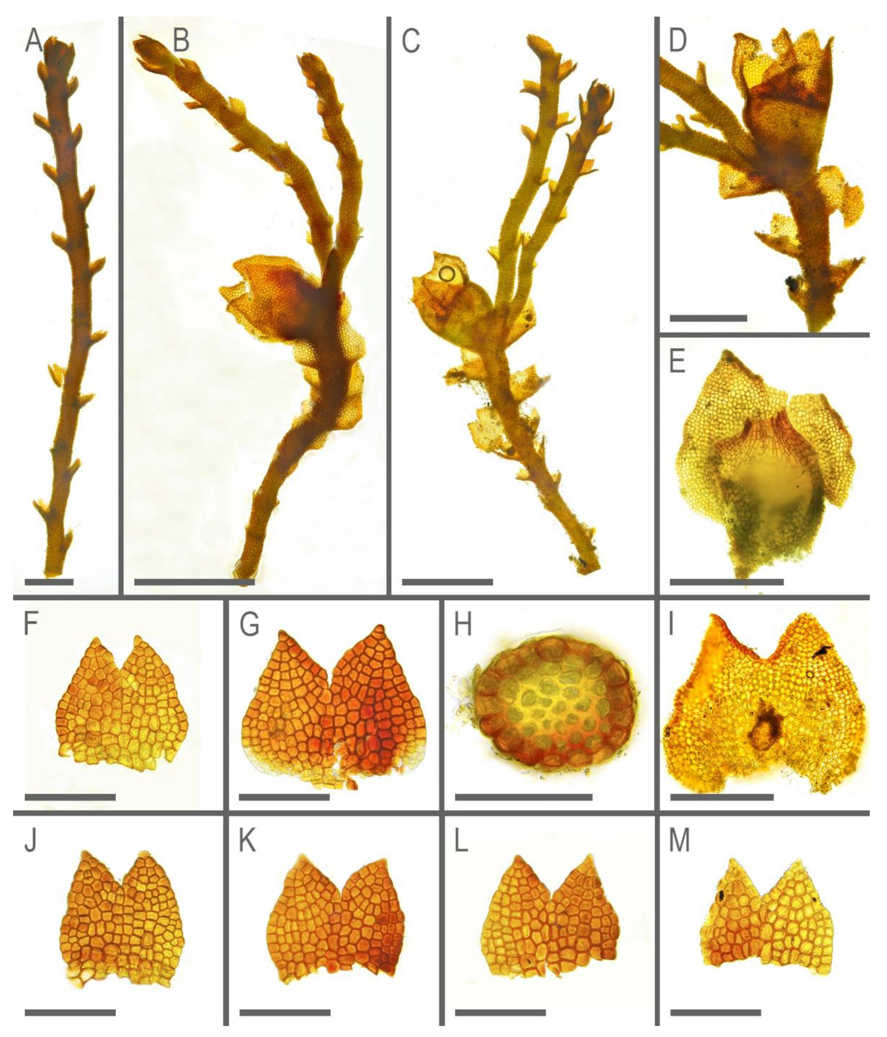 Plants 11 01596 g008