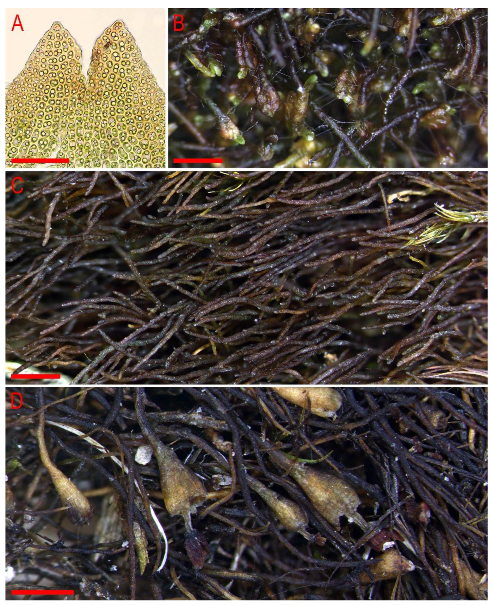 Plants 11 01596 g010