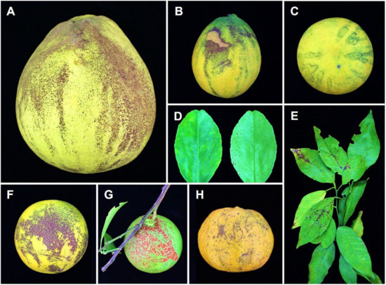 エン Diaporthe citri: A Fungal Pathogen Causing Melanose Disease