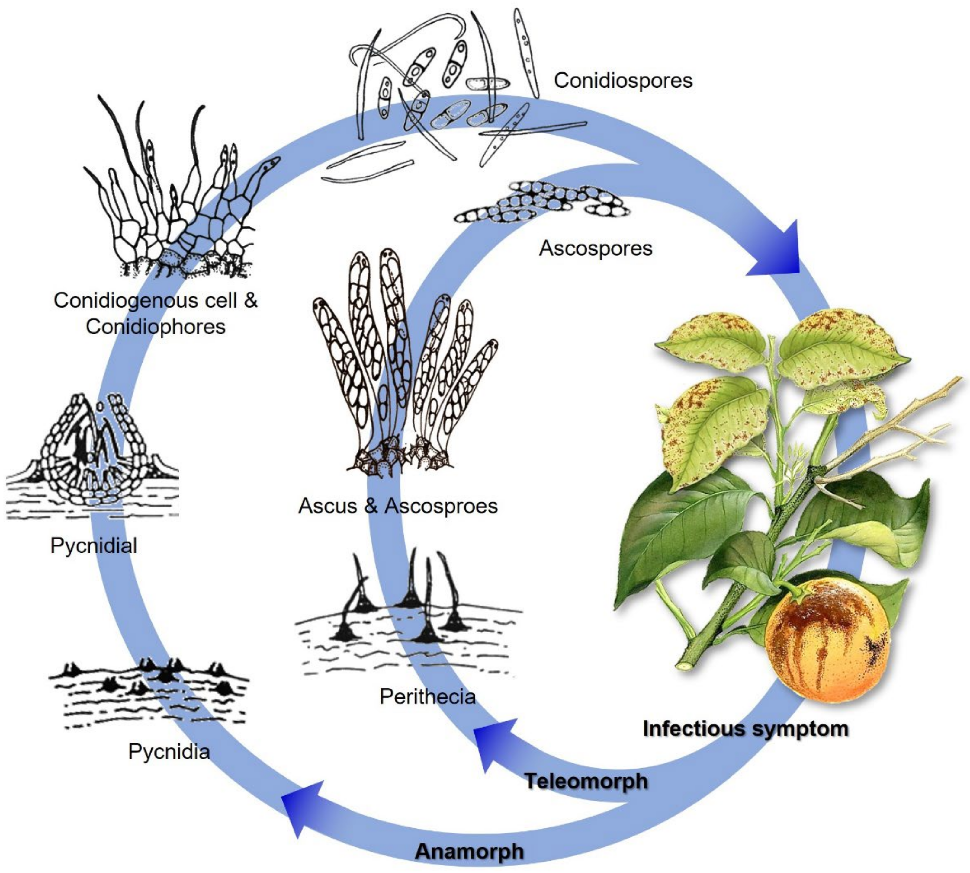 Plants 11 01600 g003 550