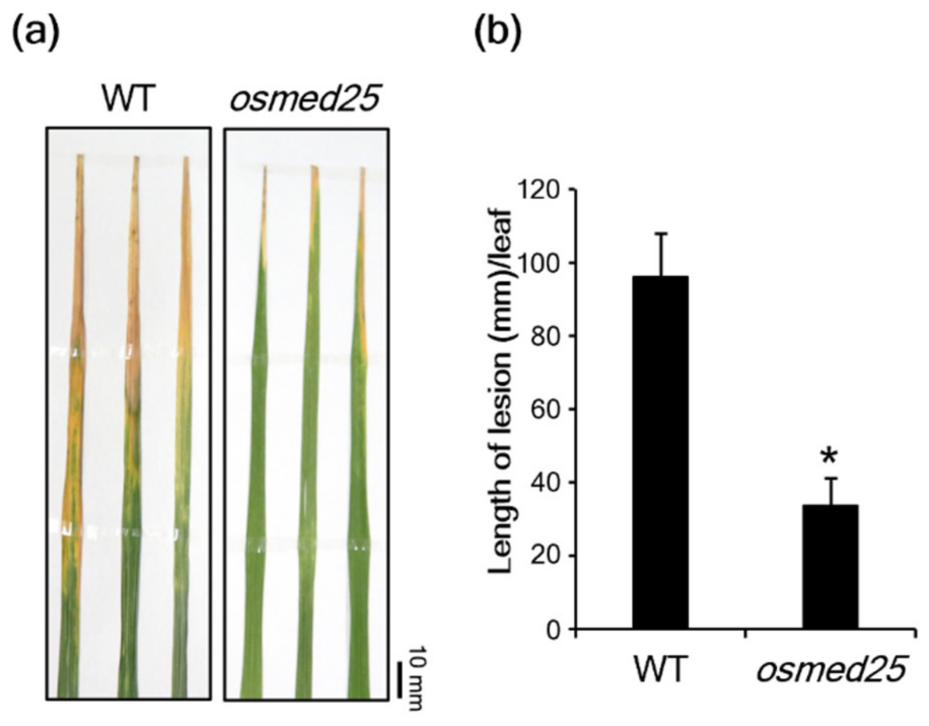Plants 11 01601 g001 550
