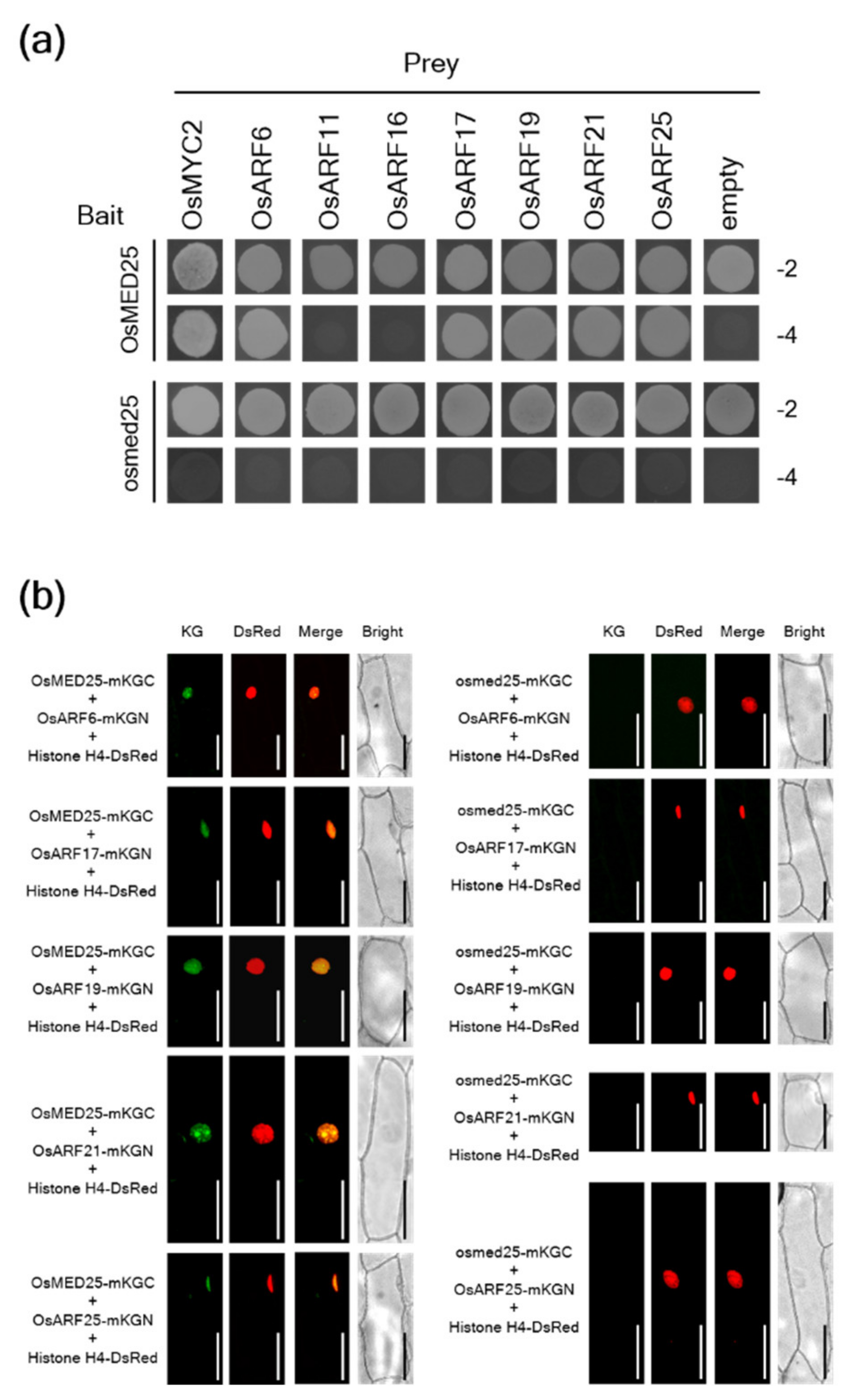 Plants 11 01601 g003 550