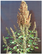 Plants 11 01603 i005 Plants 11 01603 i005