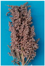 Plants 11 01603 i006 Plants 11 01603 i006