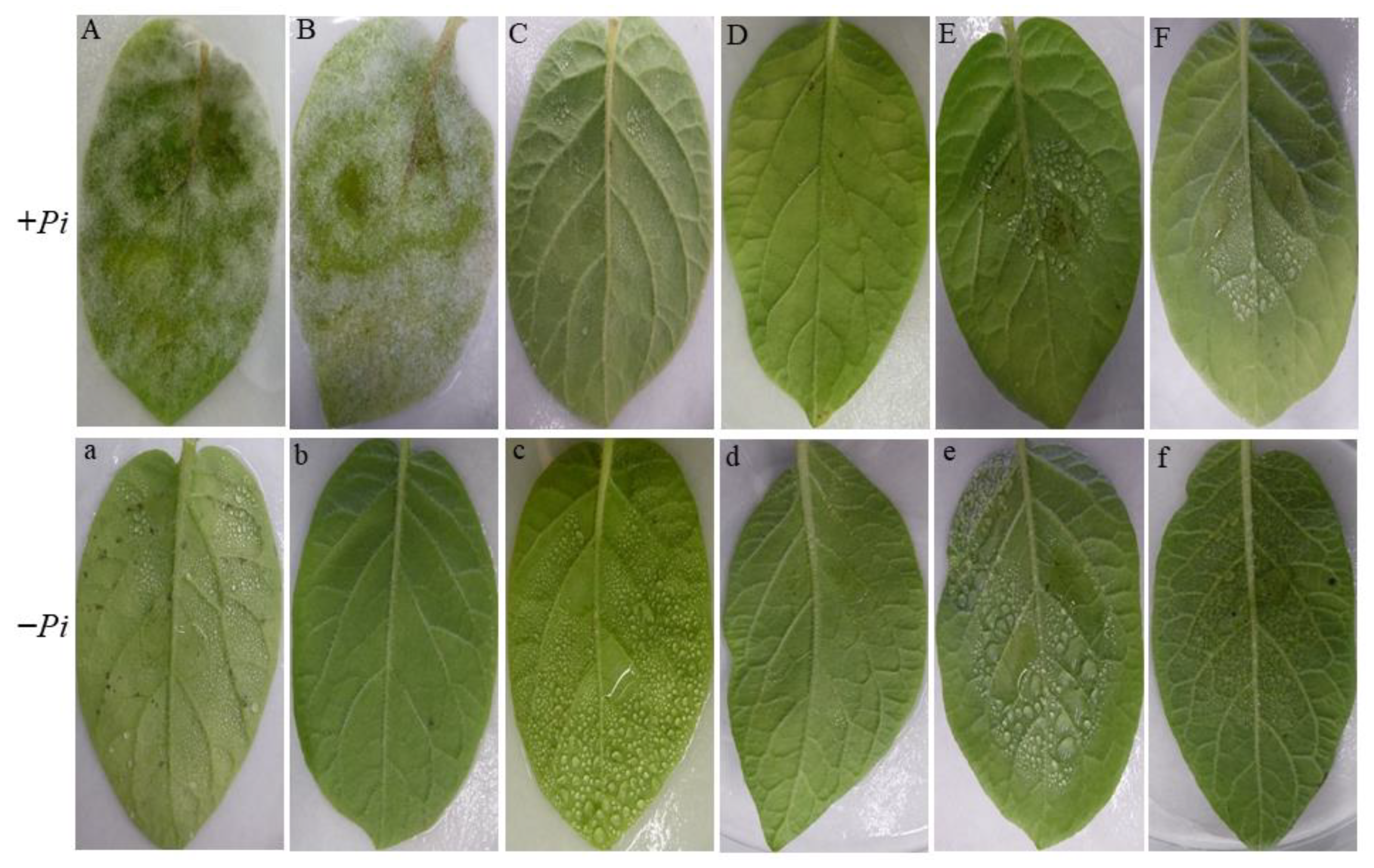 Plants 11 01605 g006 550