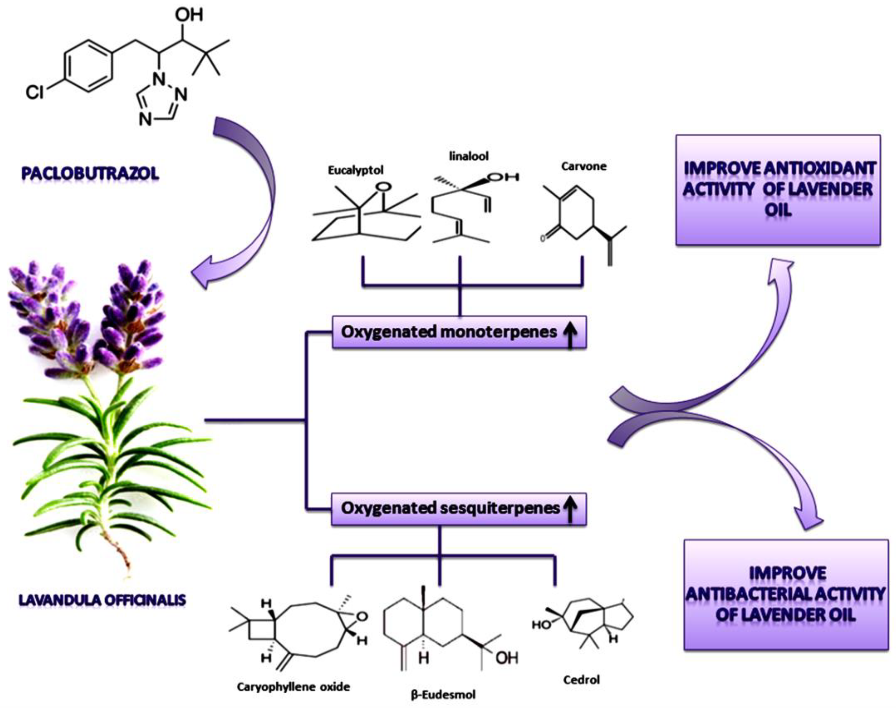 Plants 11 01607 g008 550