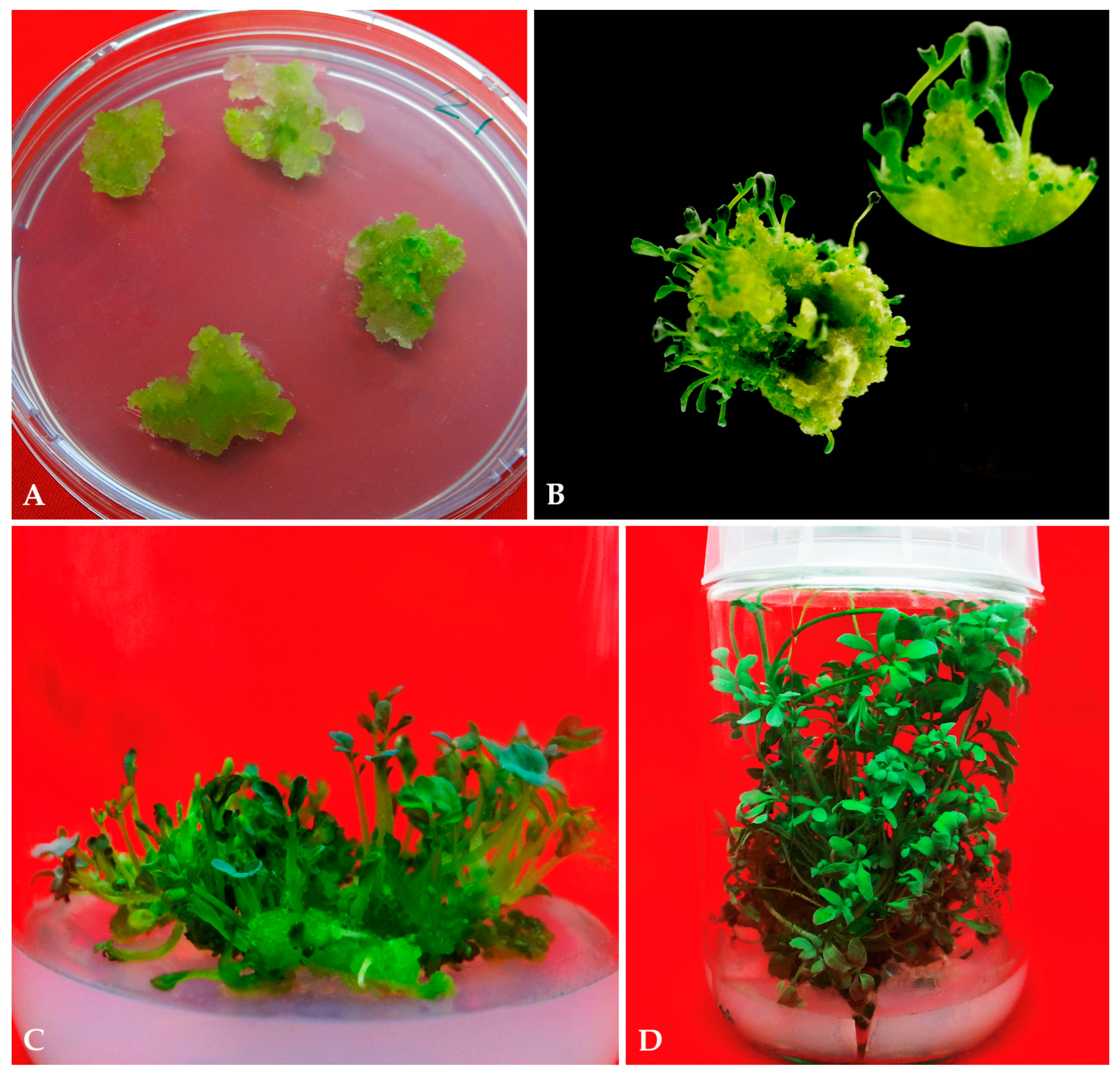 Plants | Free Full-Text | Callus-Mediated High-Frequency Plant Regeneration, Phytochemical Profiling, and Genetic Stability in Ruta chalepensis L.