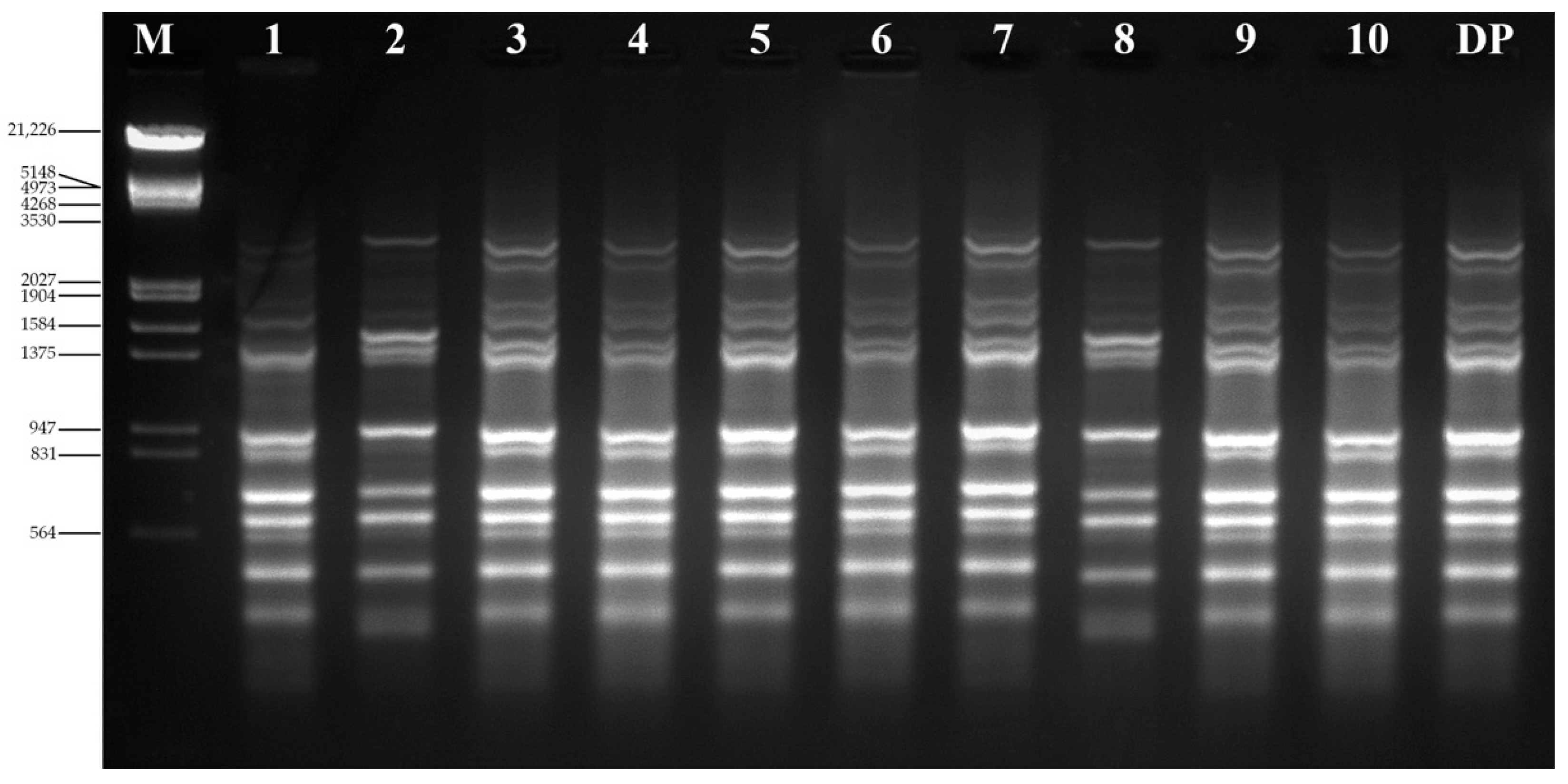 Plants 11 01614 g004