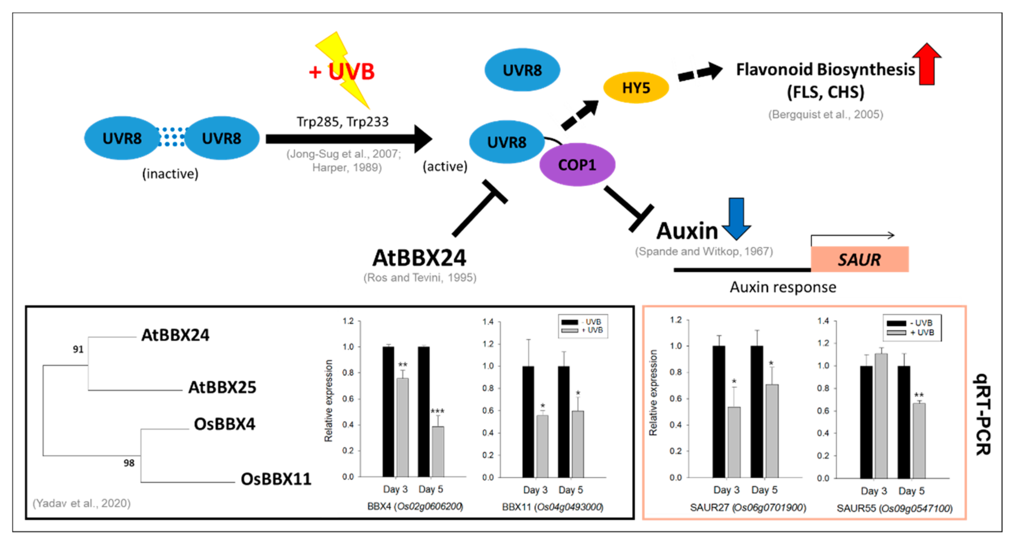 Plants 11 01618 g006 550
