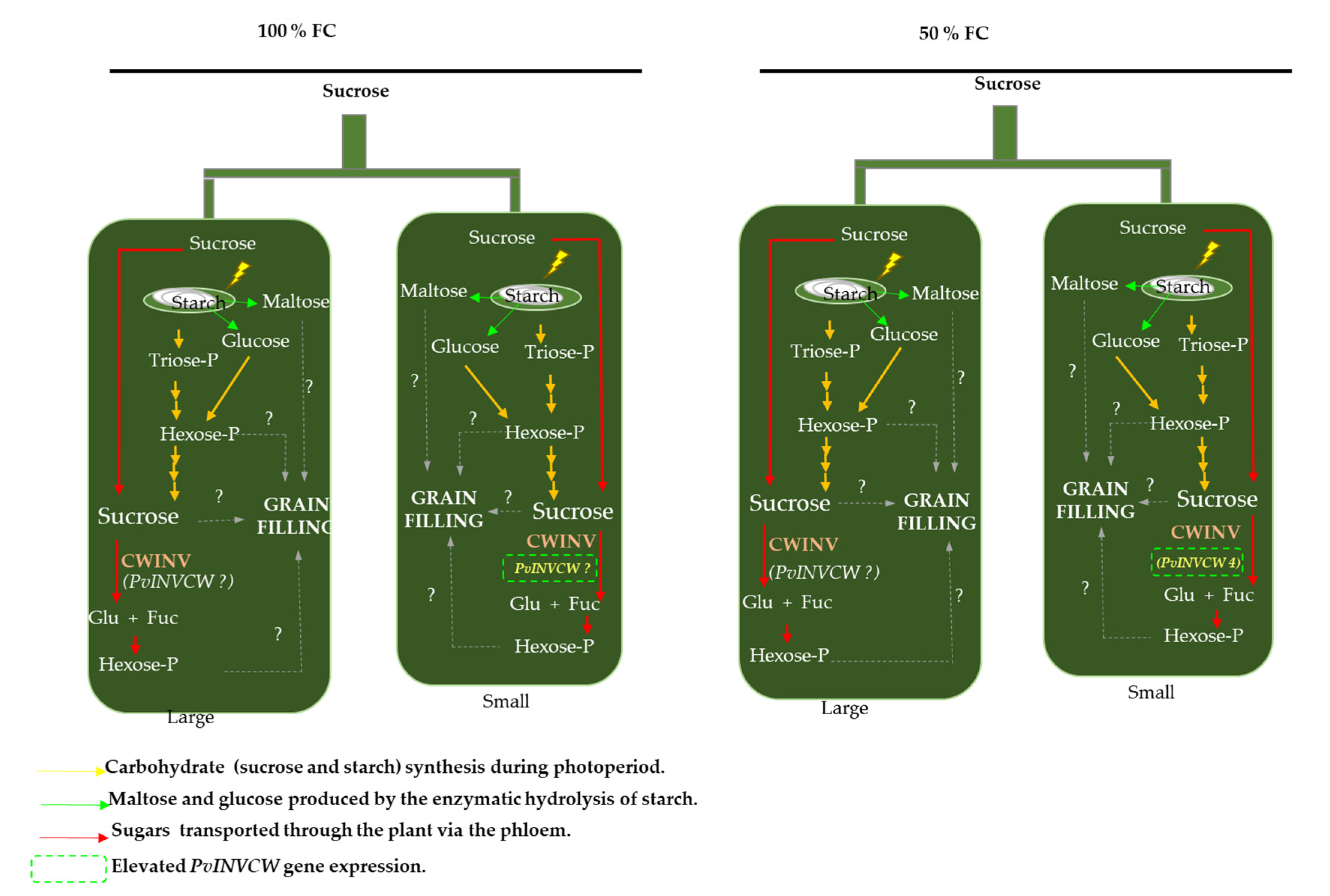 Plants 11 01622 g008