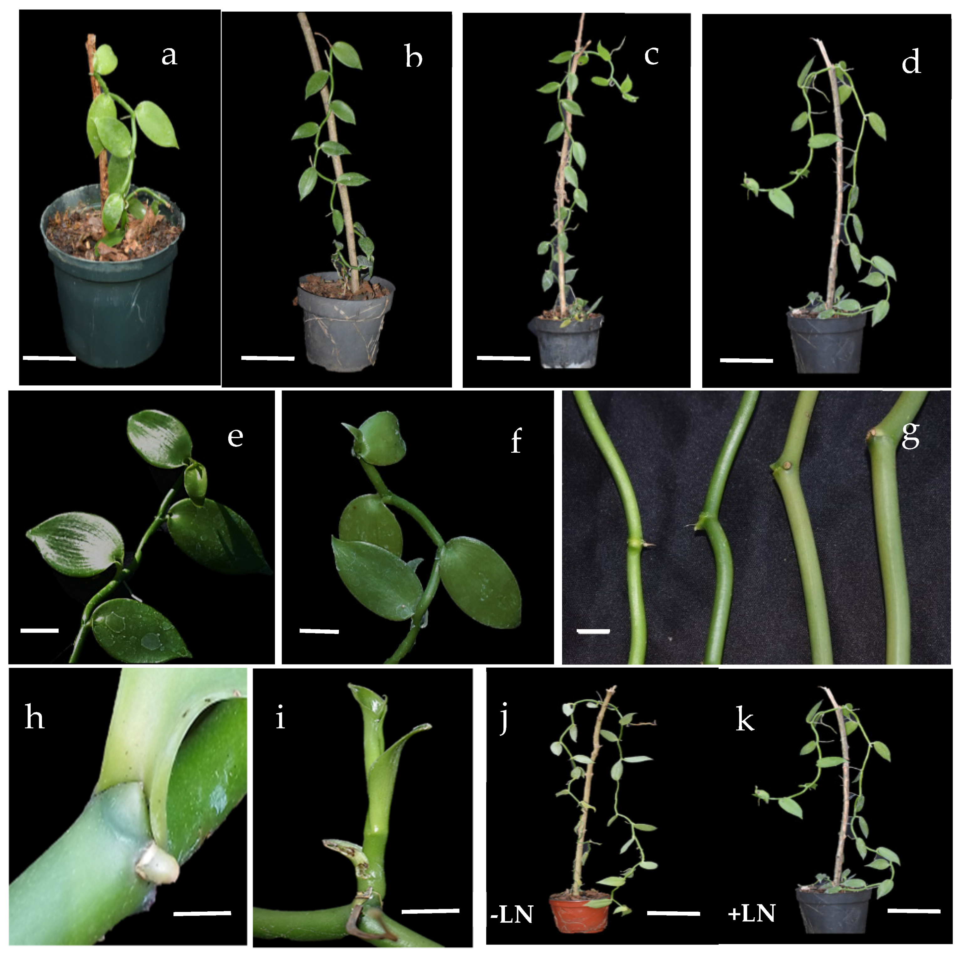 Plants 11 01630 g001 Plants 11 01630 g001