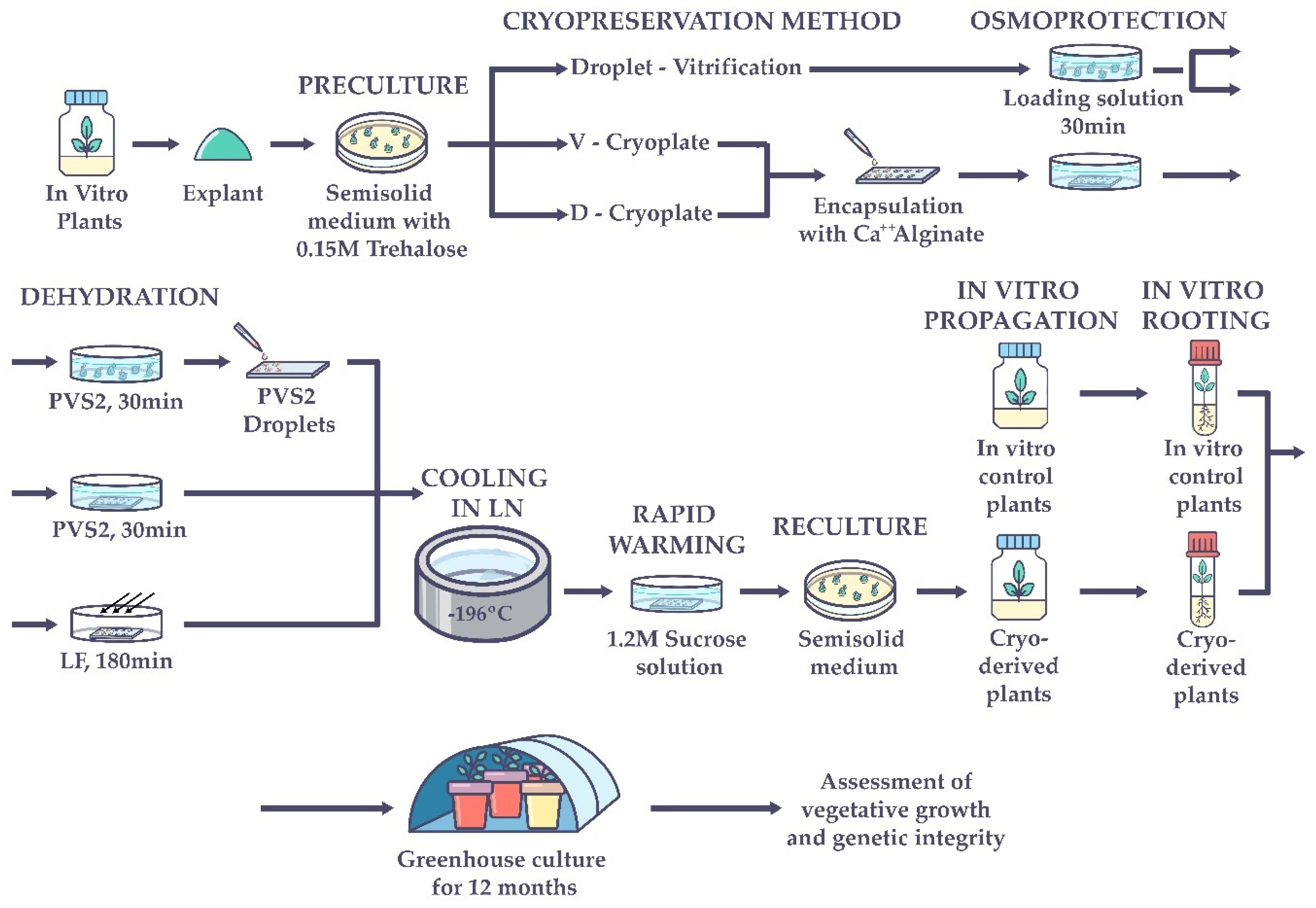 Plants 11 01630 g004 Plants 11 01630 g004