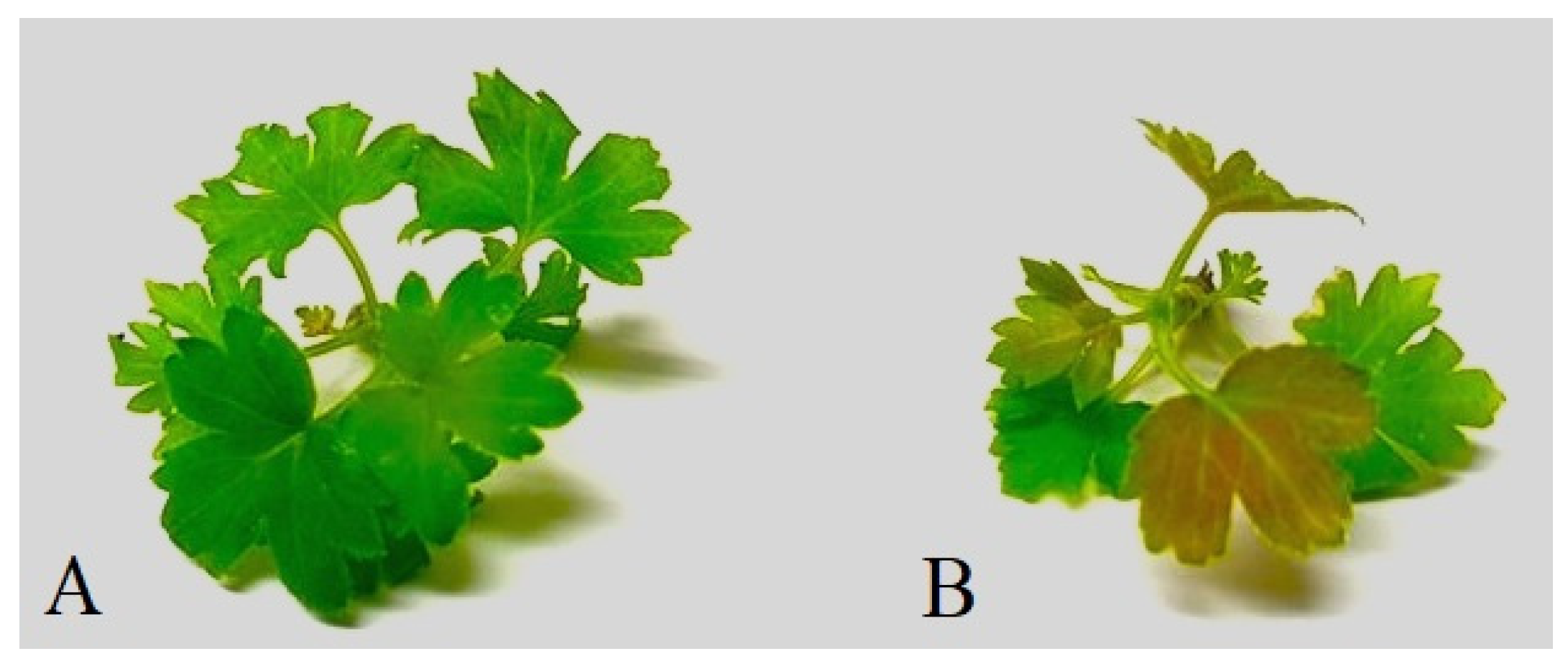 Plants 11 01635 g006 Plants 11 01635 g006