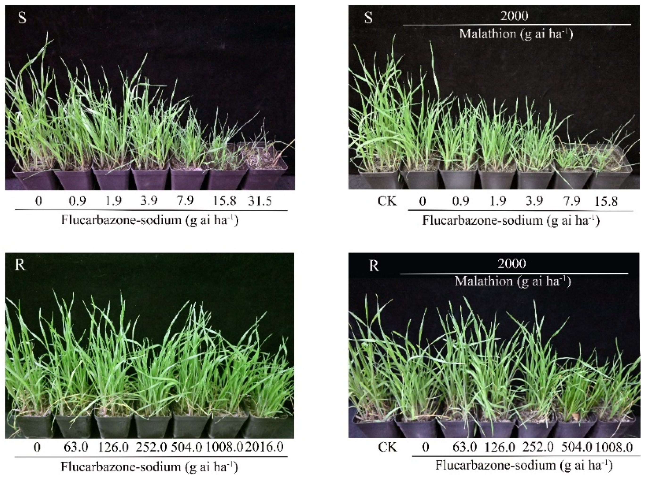 Plants 11 01641 g001 550