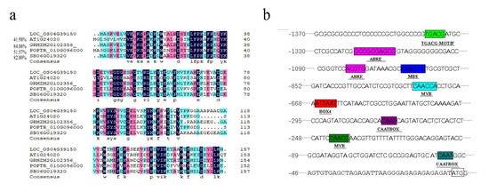 OsMLP423 Is a Positive Regulator of Tolerance to Drought and