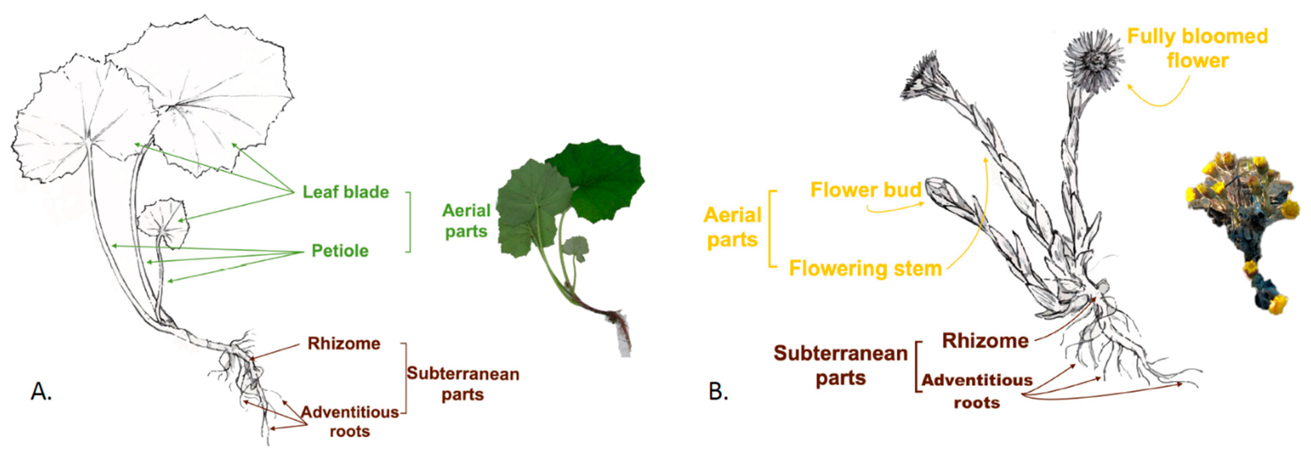 Plants 11 01663 g001