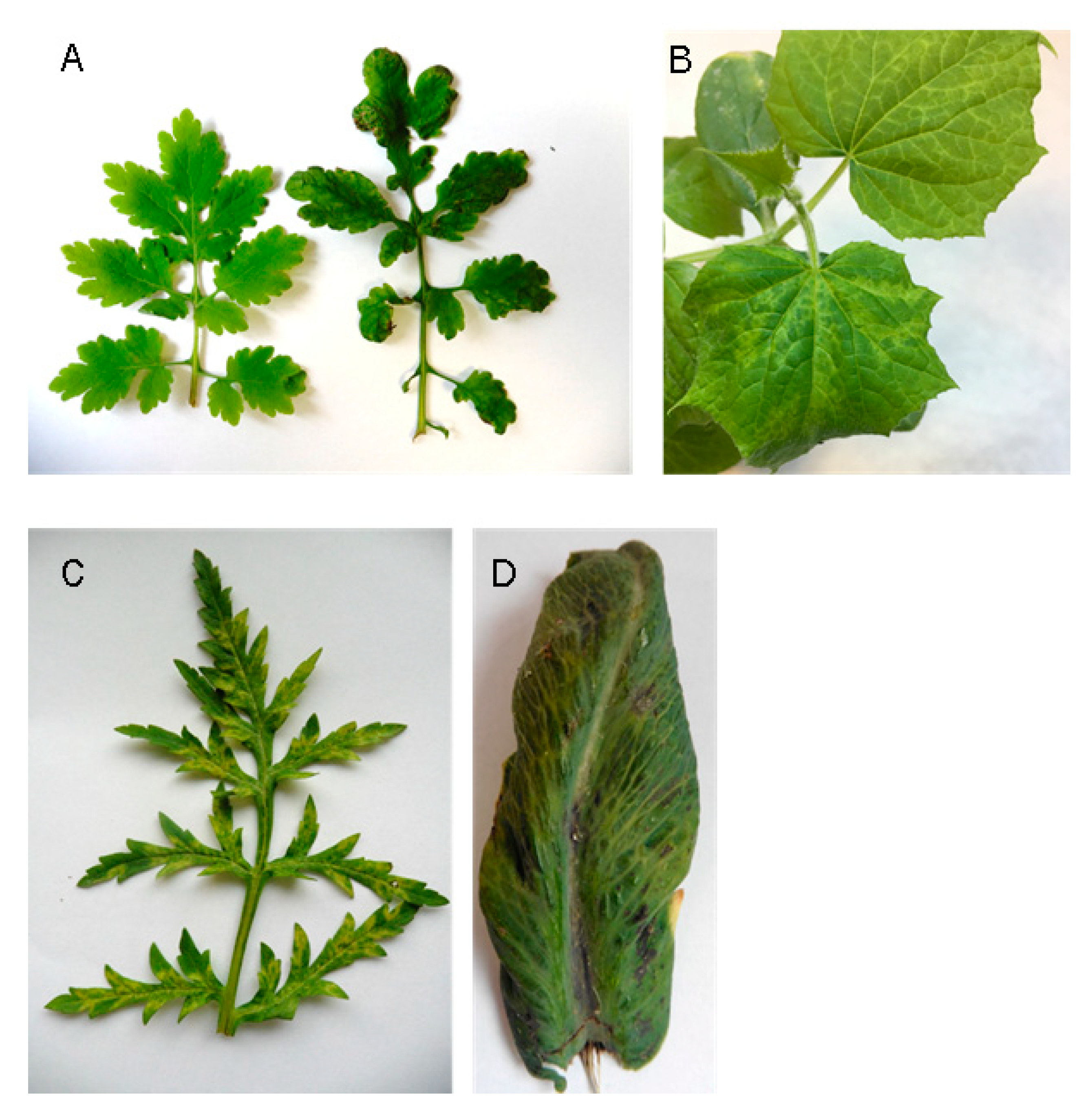 Plants 11 01665 g001 Plants 11 01665 g001