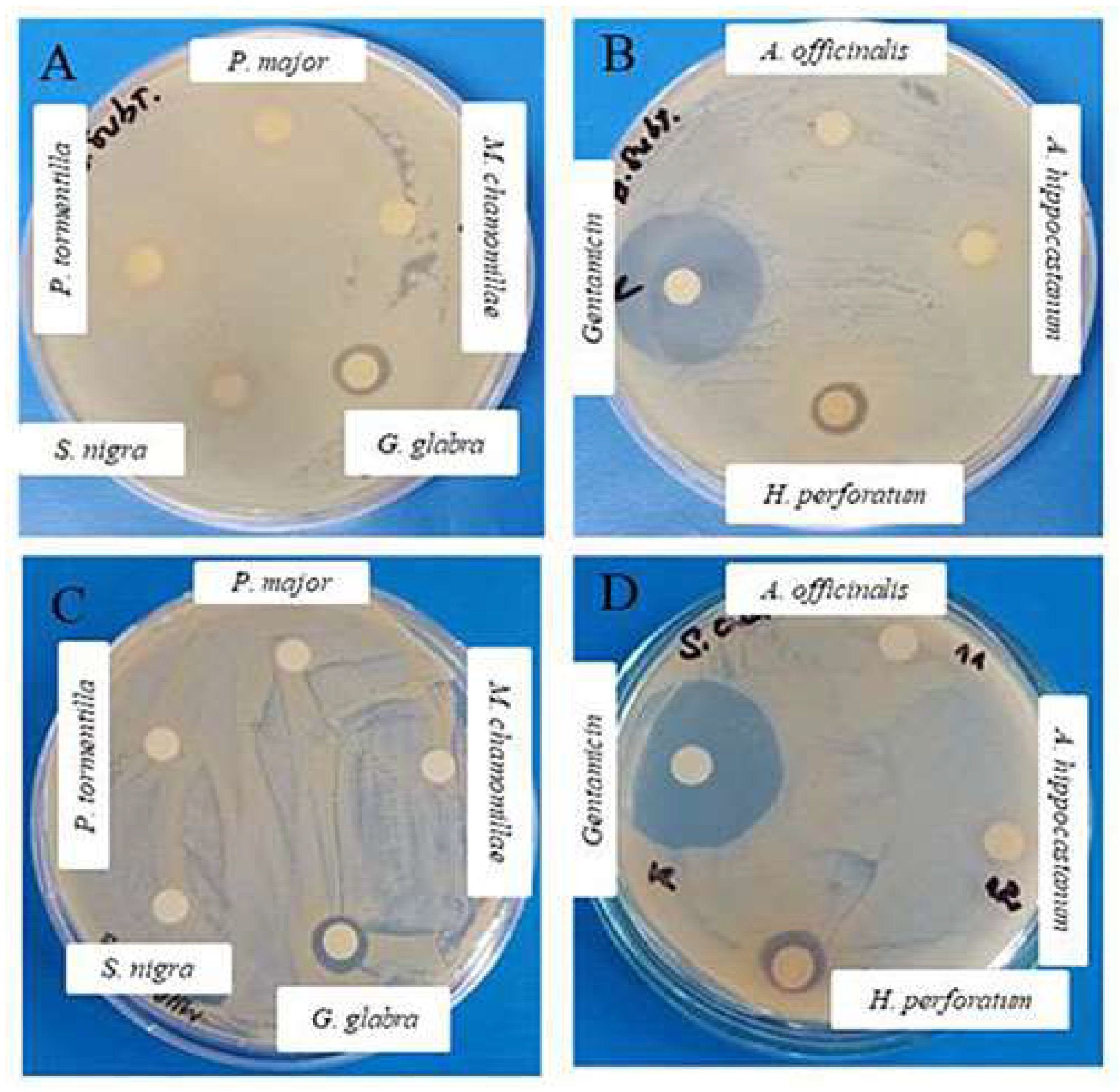 Plants 11 01666 g001