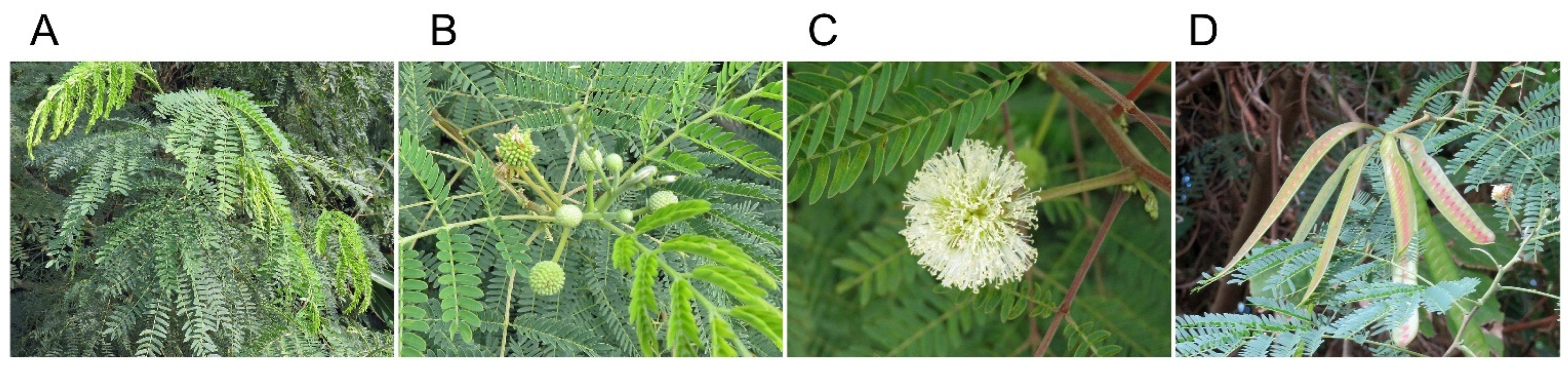 Plants 11 01672 g001 Plants 11 01672 g001