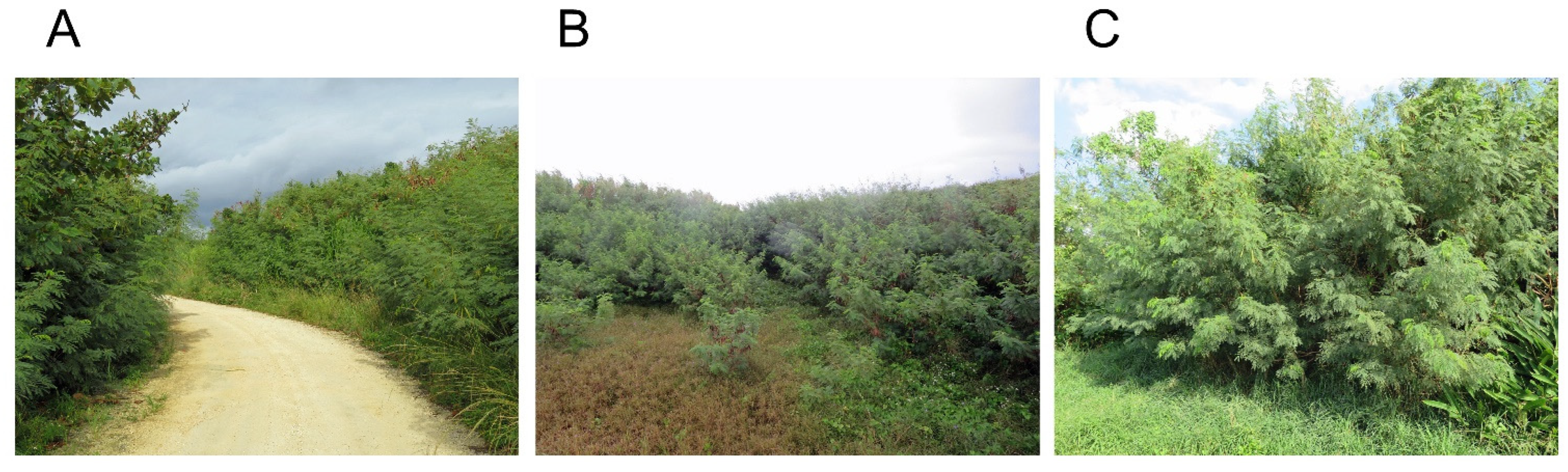 Plants 11 01672 g002 Plants 11 01672 g002