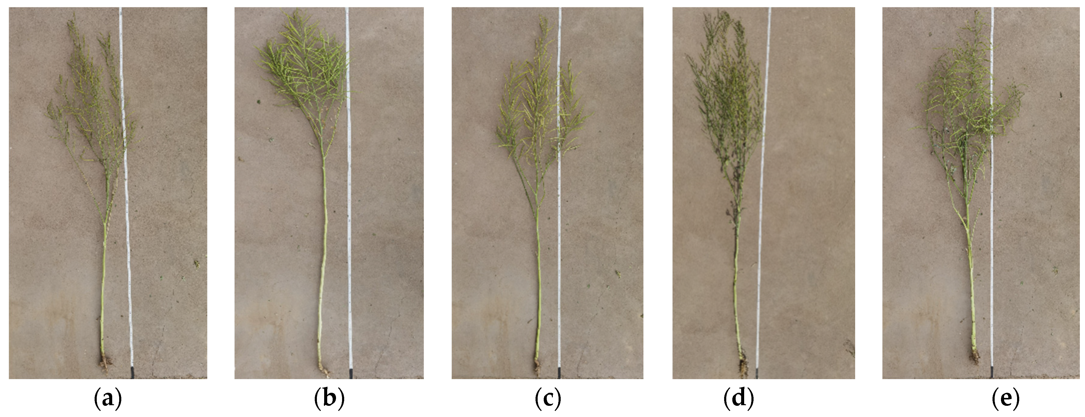 Plants 11 01677 g004 550