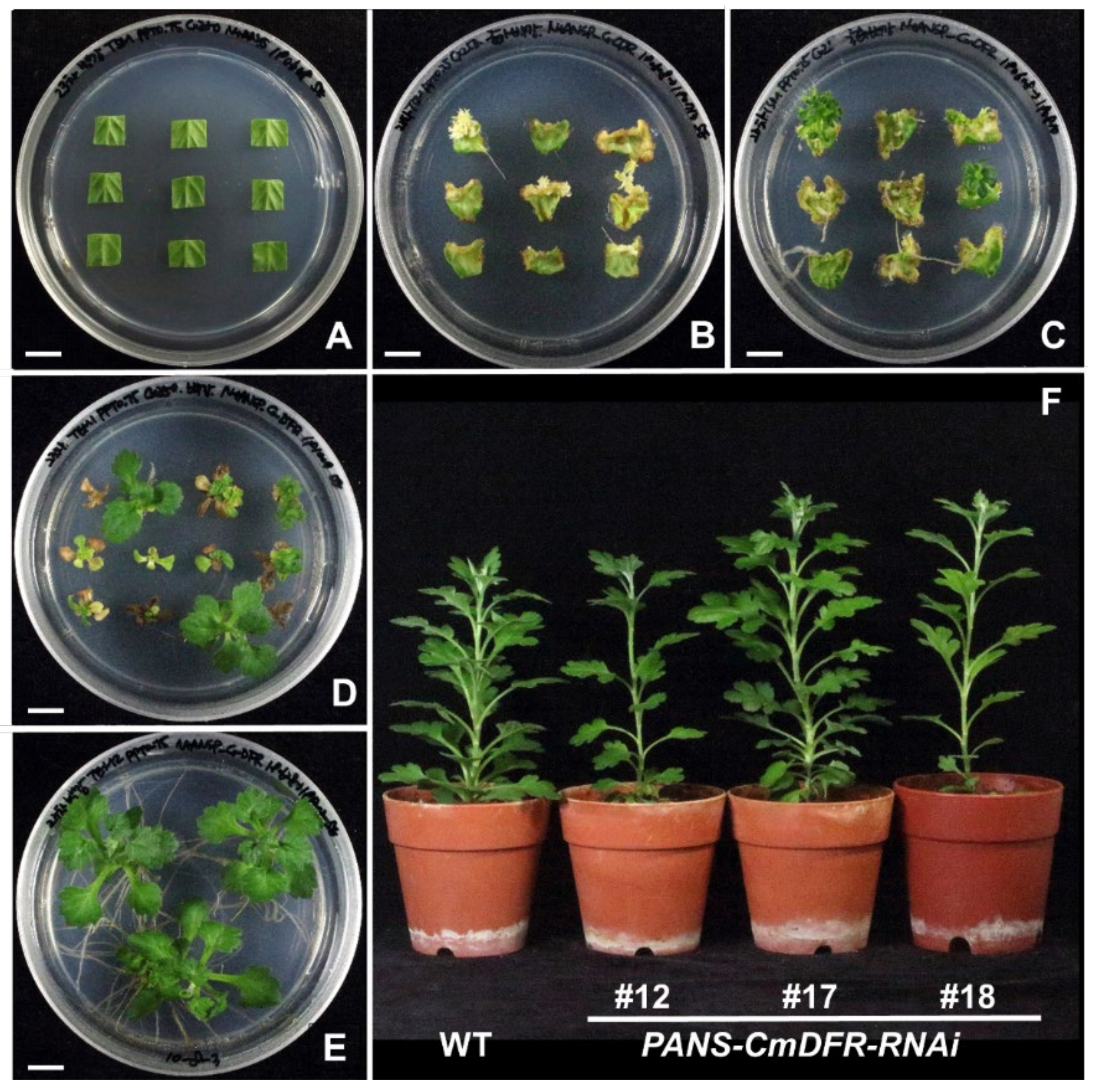 Plants 11 01681 g002