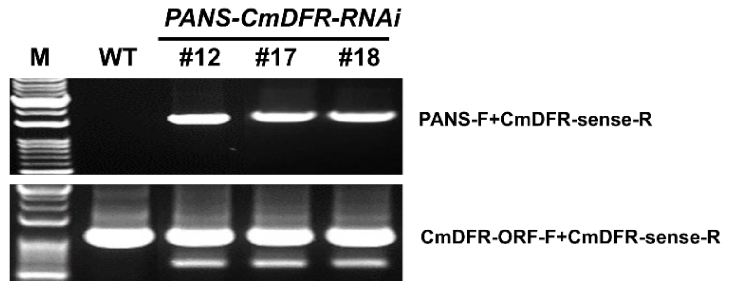 Plants 11 01681 g003