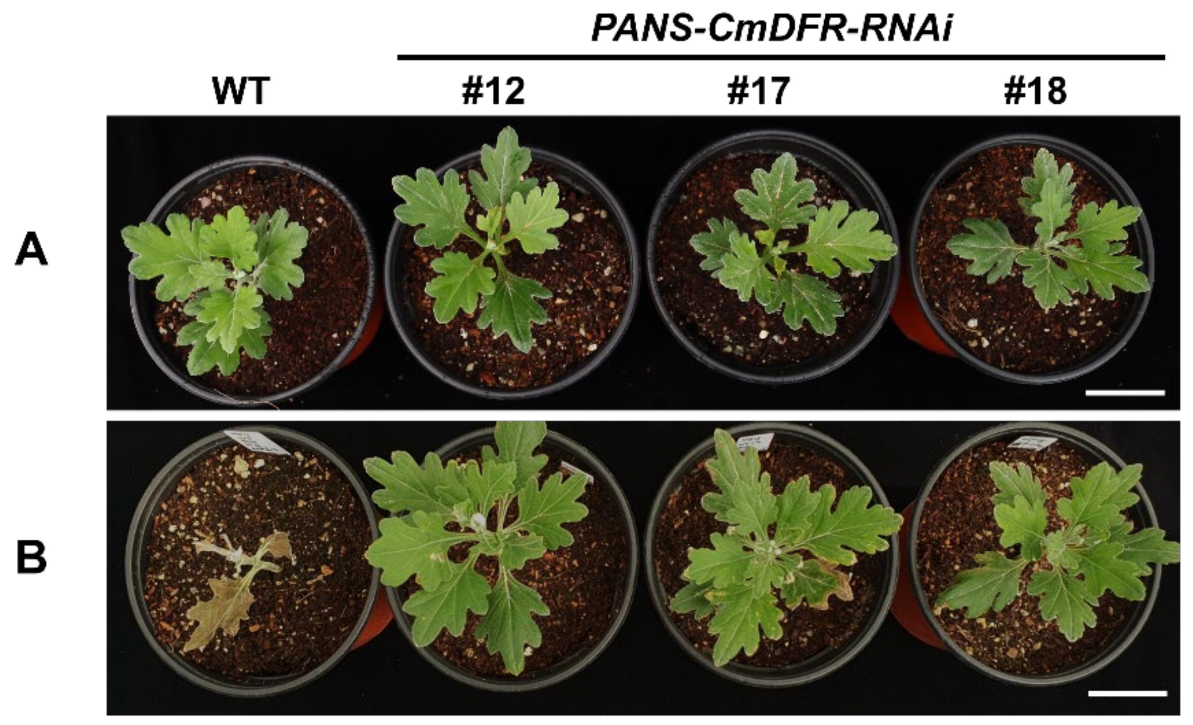 Plants 11 01681 g004