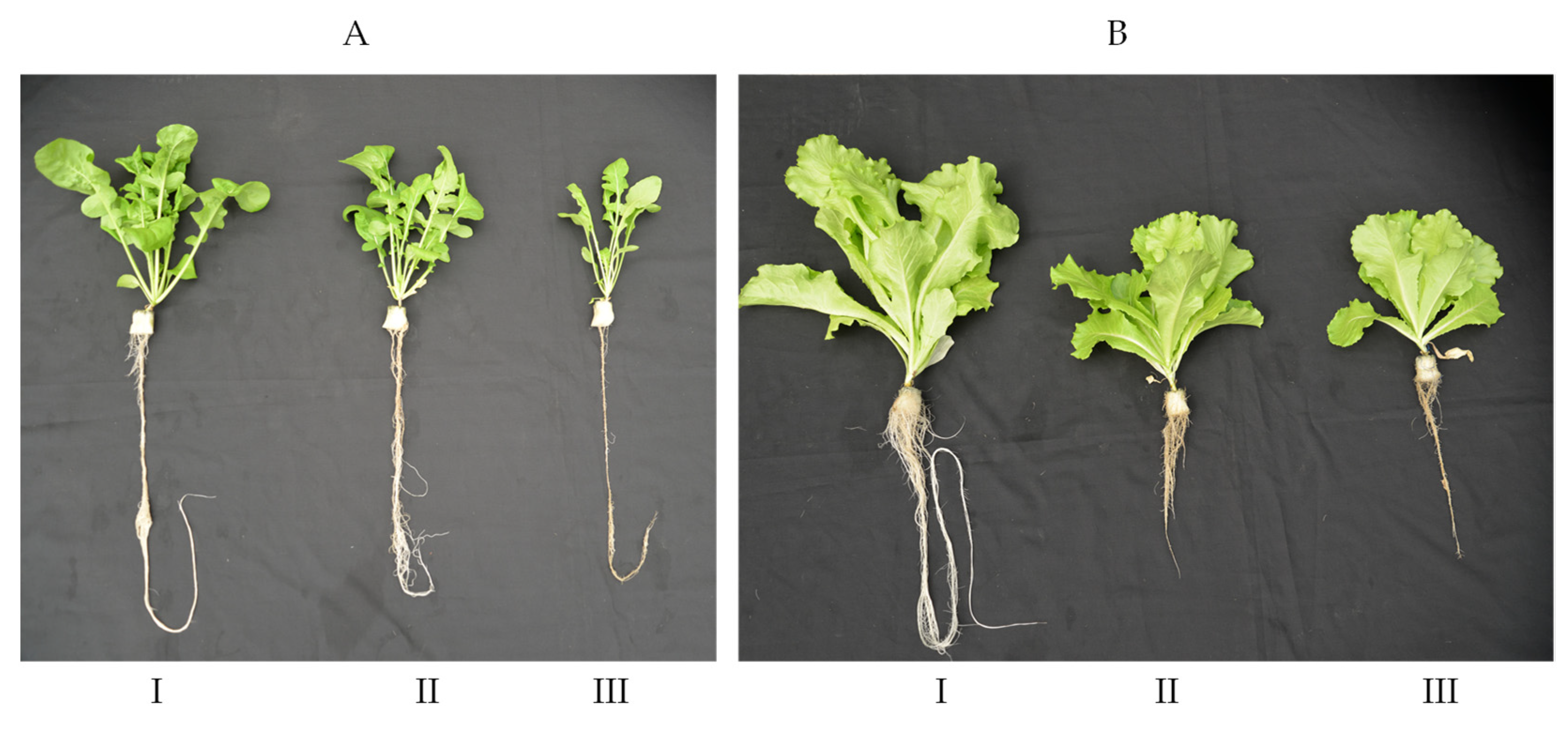 Plants 11 01684 g003