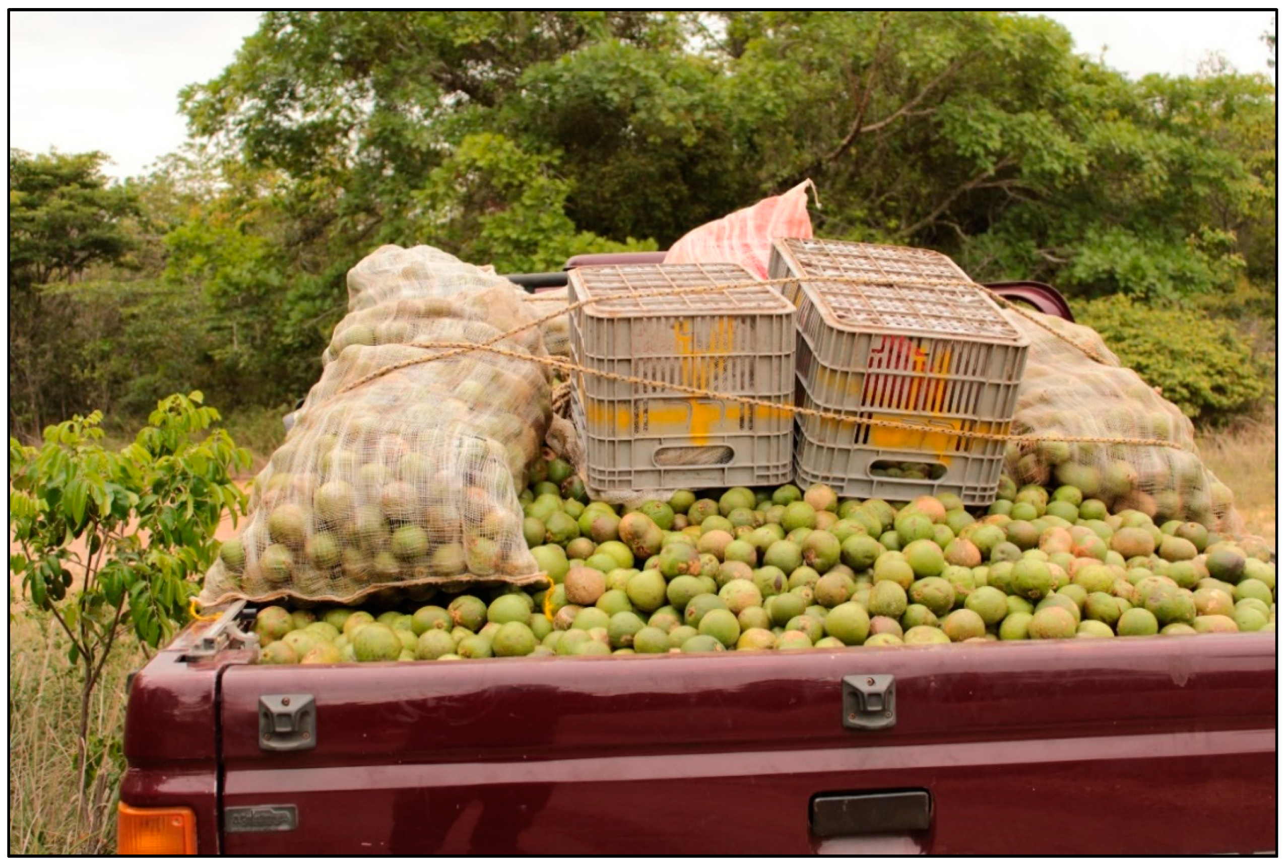 Plants 11 01685 g003