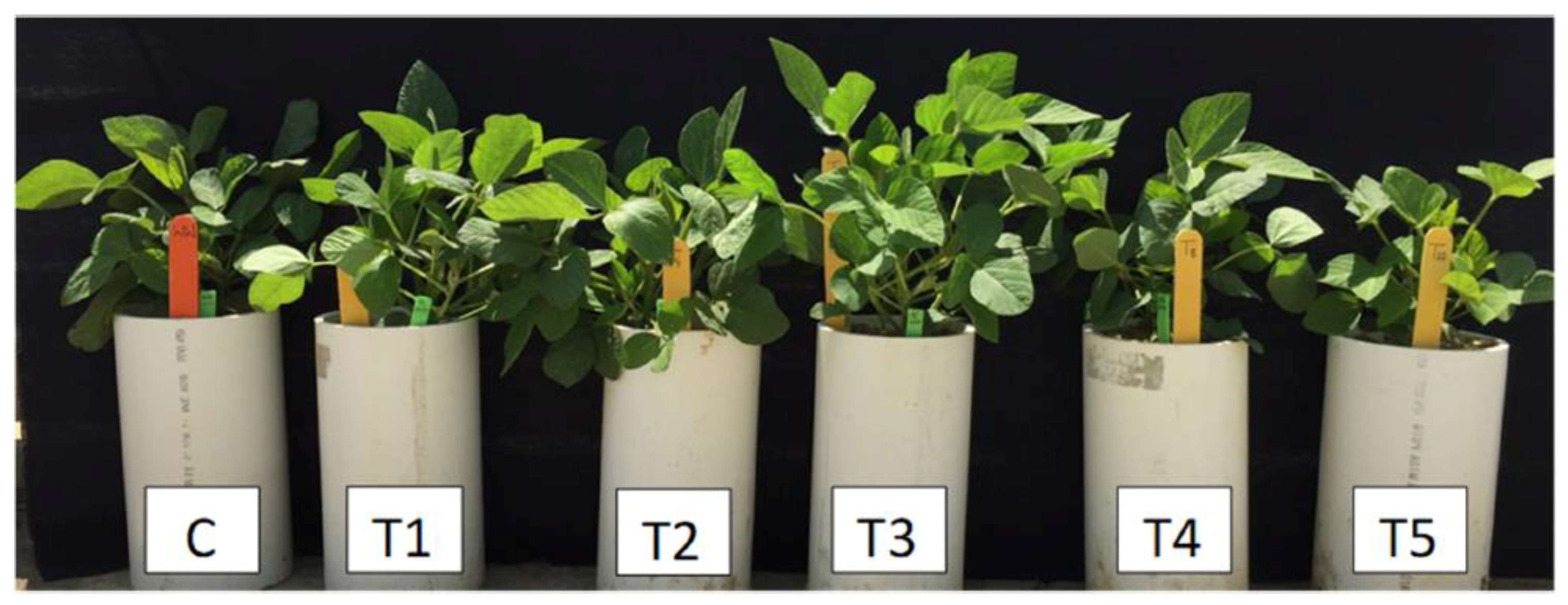 How does caffeine affect plant growth