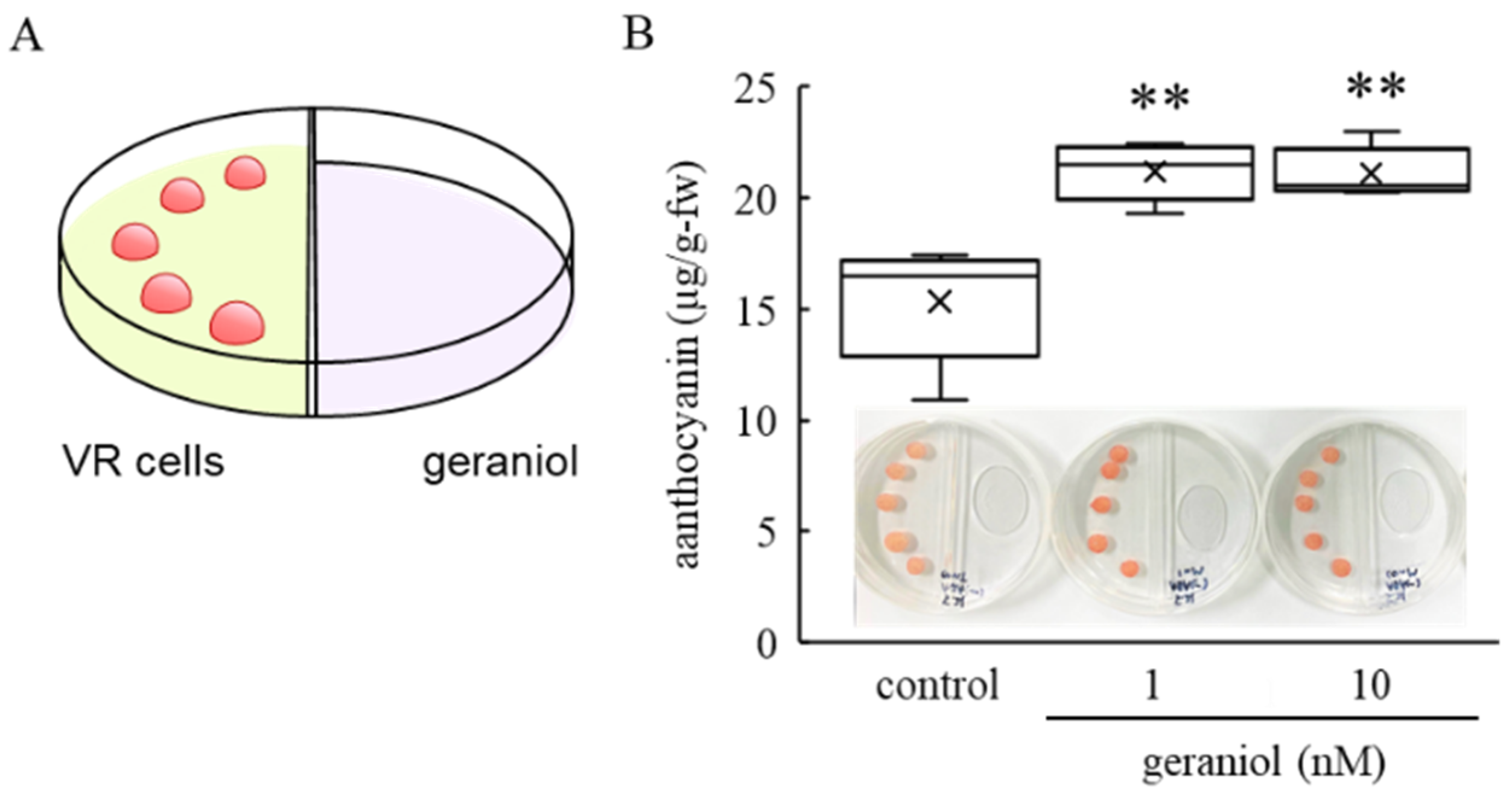 Plants 11 01694 g004 550