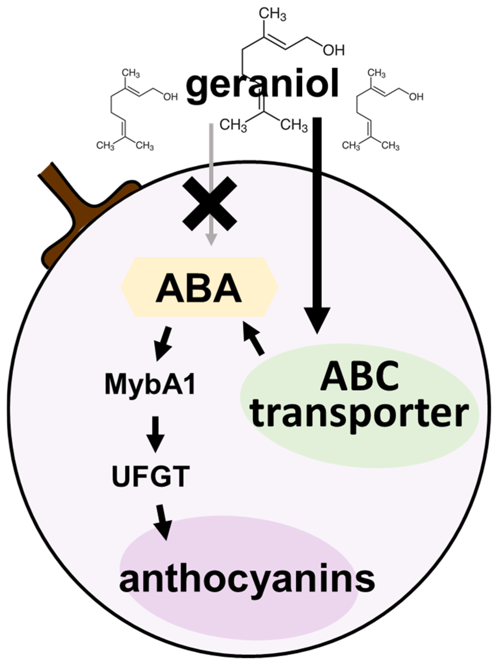 Plants 11 01694 g007 550