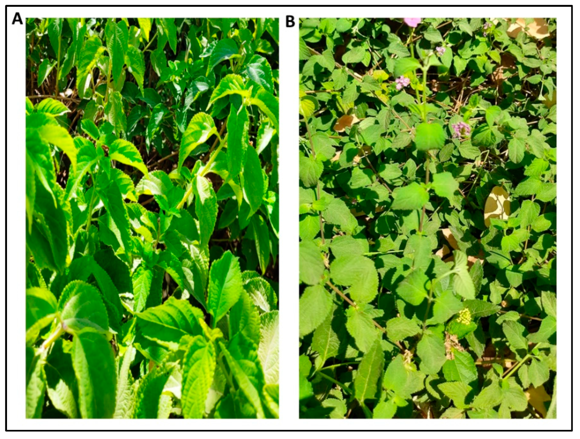 Plants 11 01699 g009 Plants 11 01699 g009