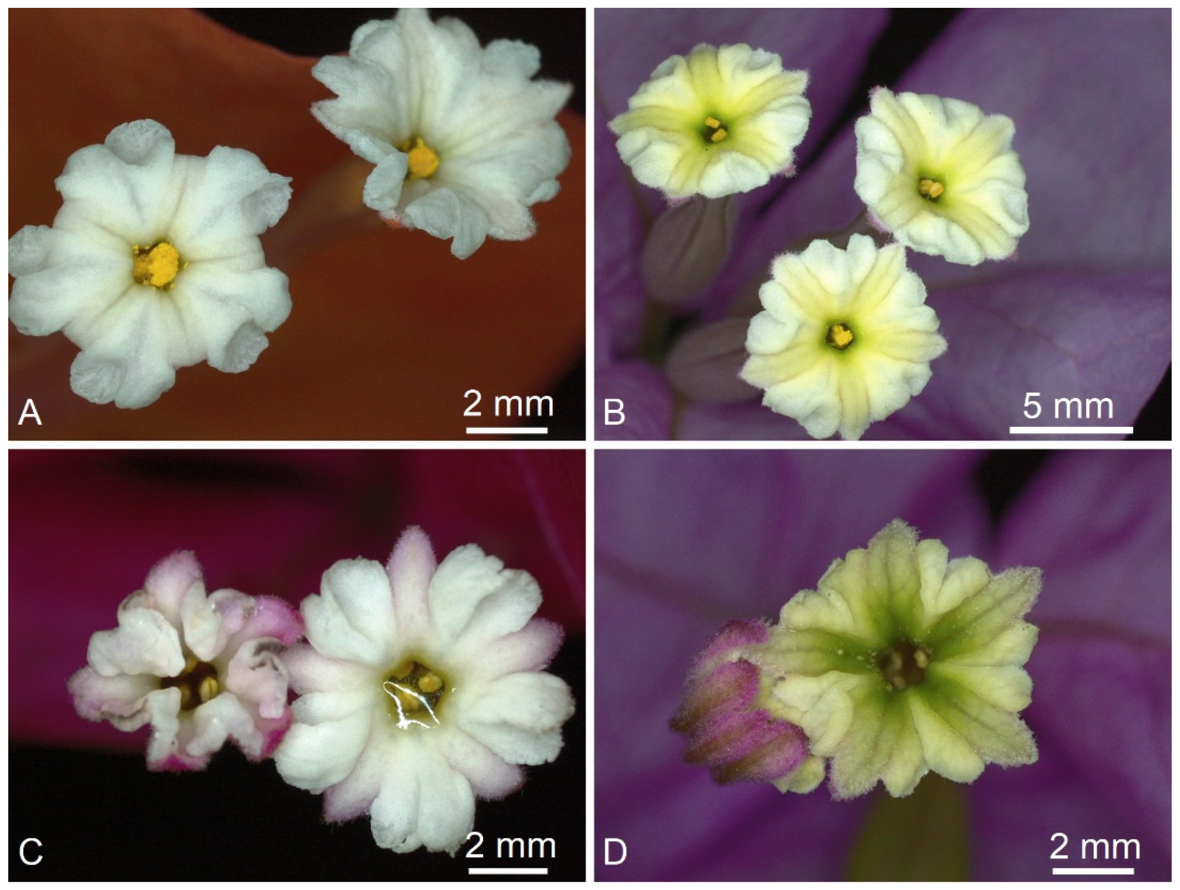 Plants 11 01700 g006 Plants 11 01700 g006