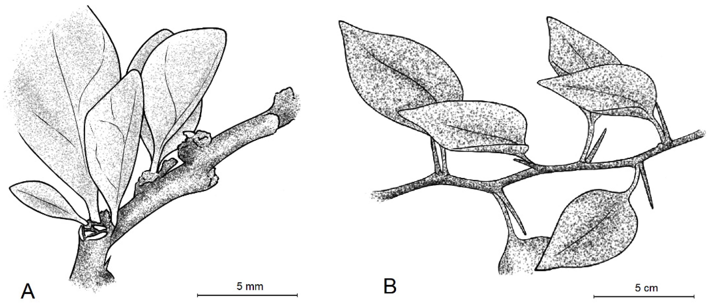 Plants 11 01700 g007 Plants 11 01700 g007