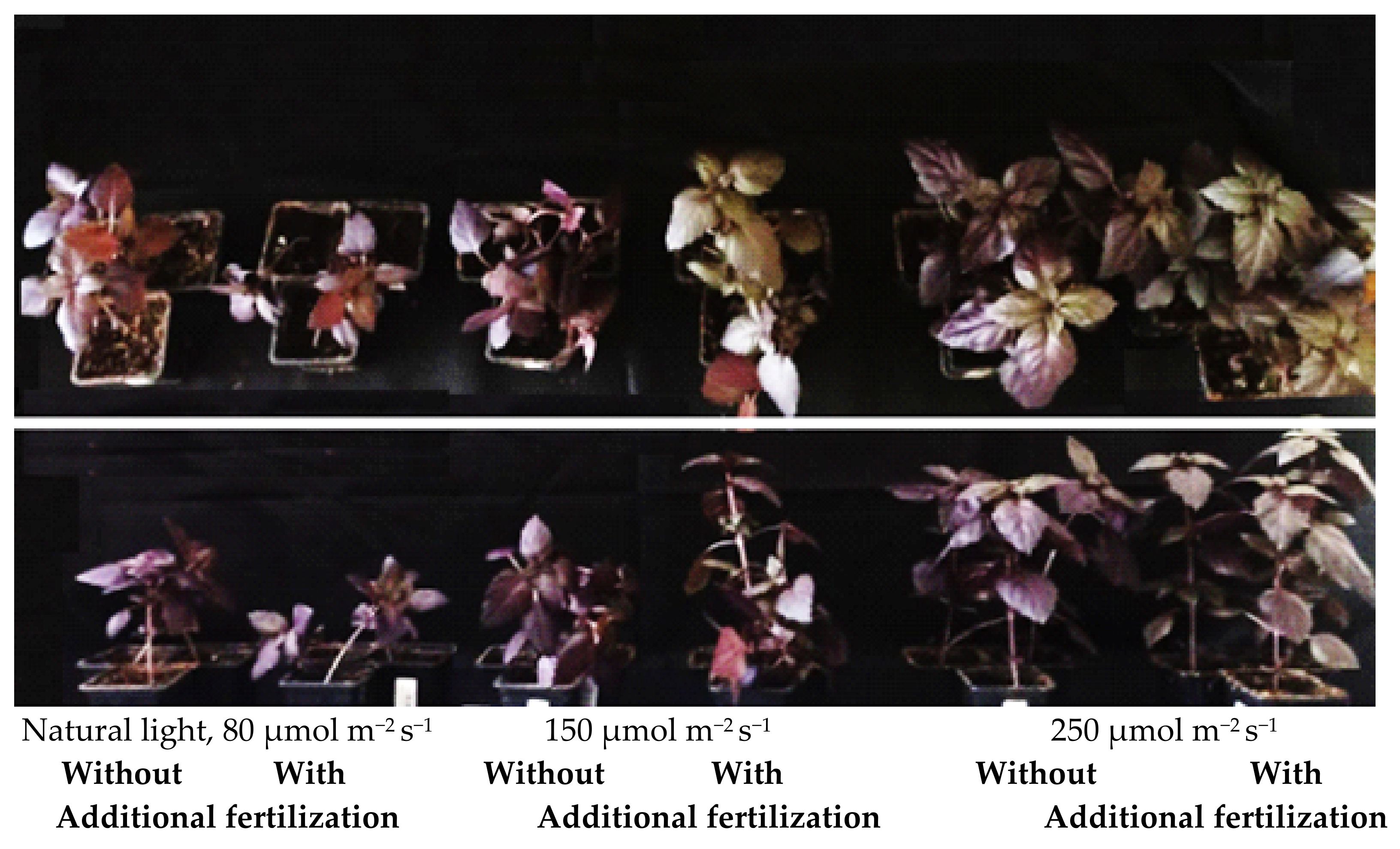 Plants 11 01709 g001