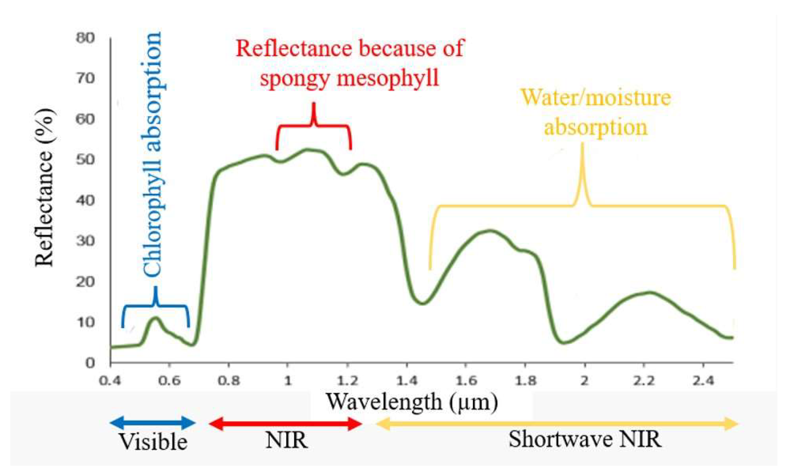 Plants 11 01712 g001 550