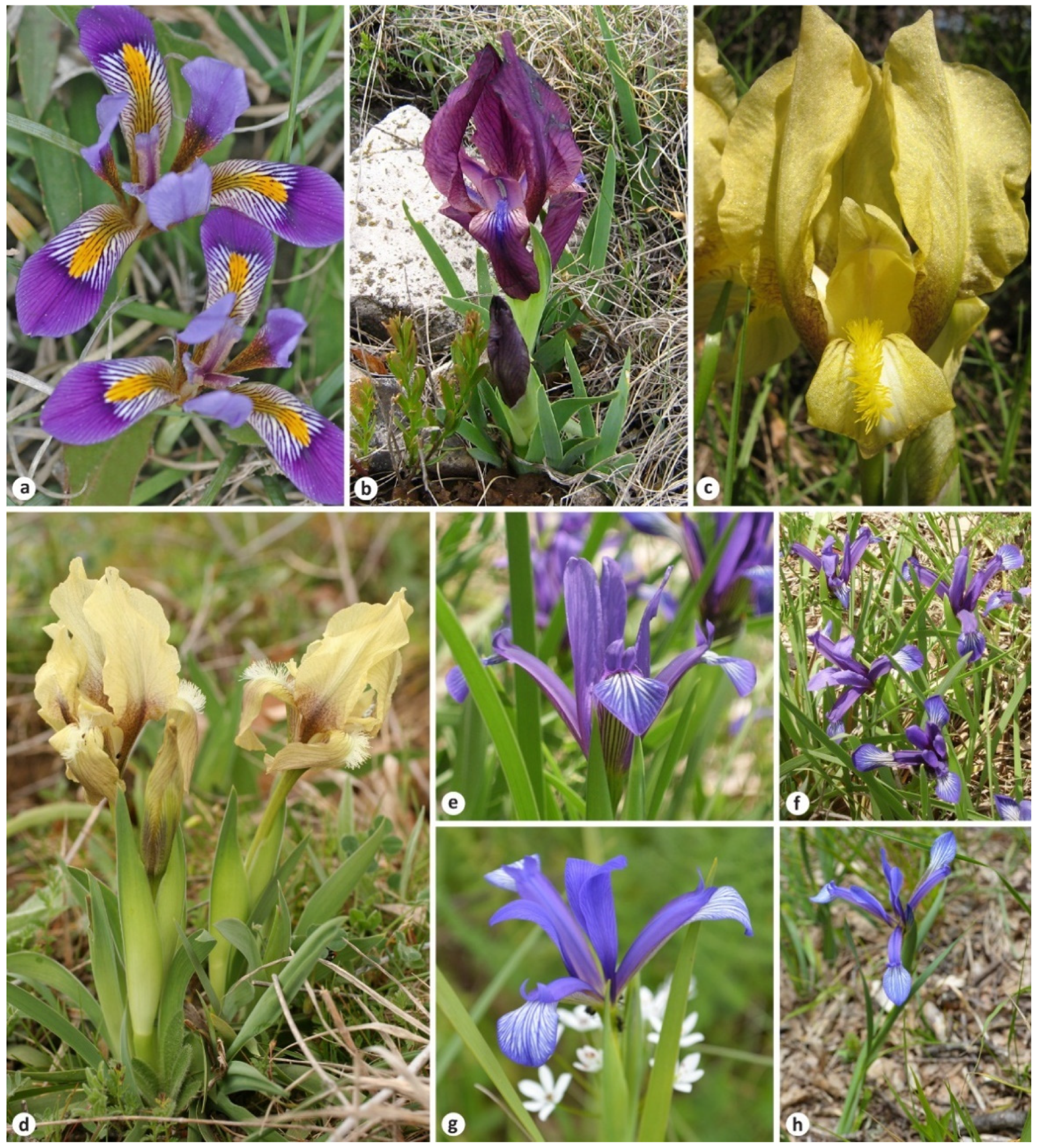 Plants 11 01714 g001