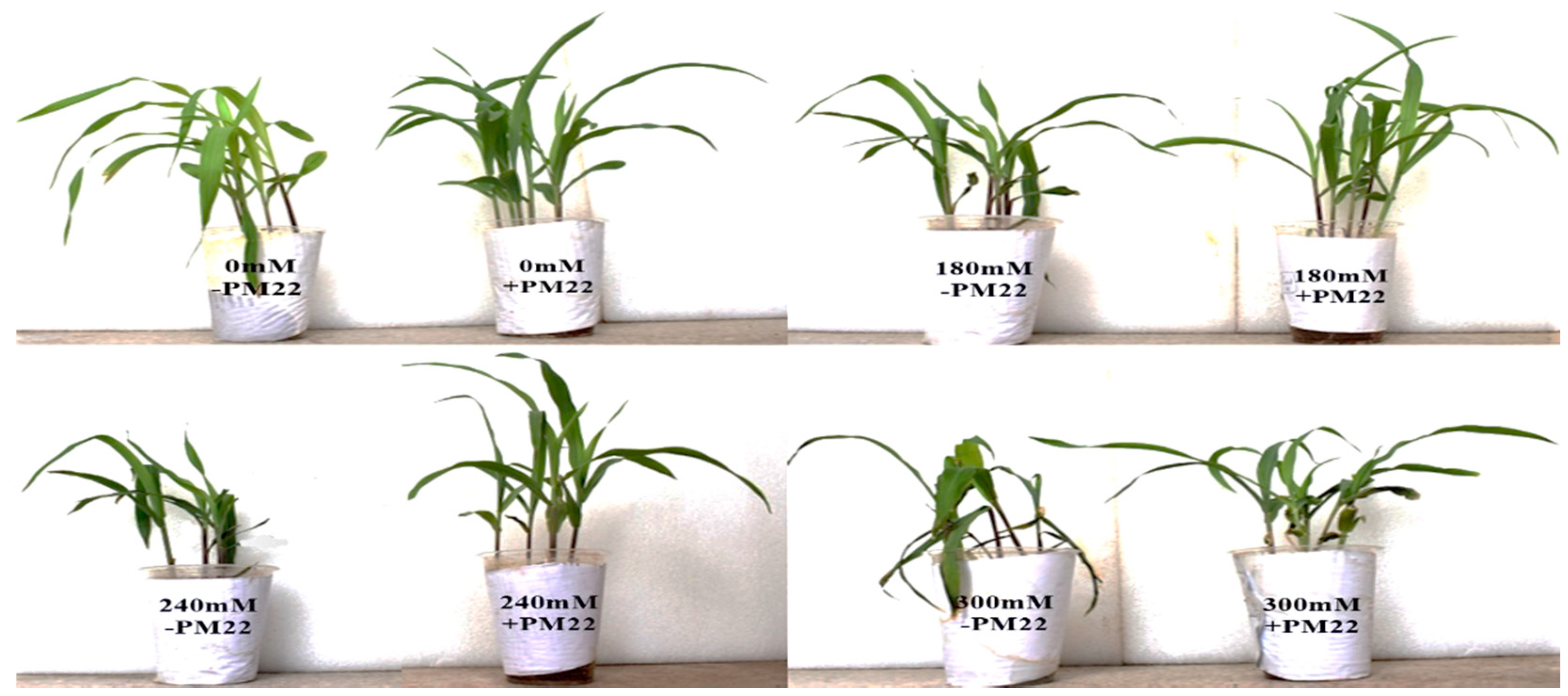 Plants 11 01721 g006 550