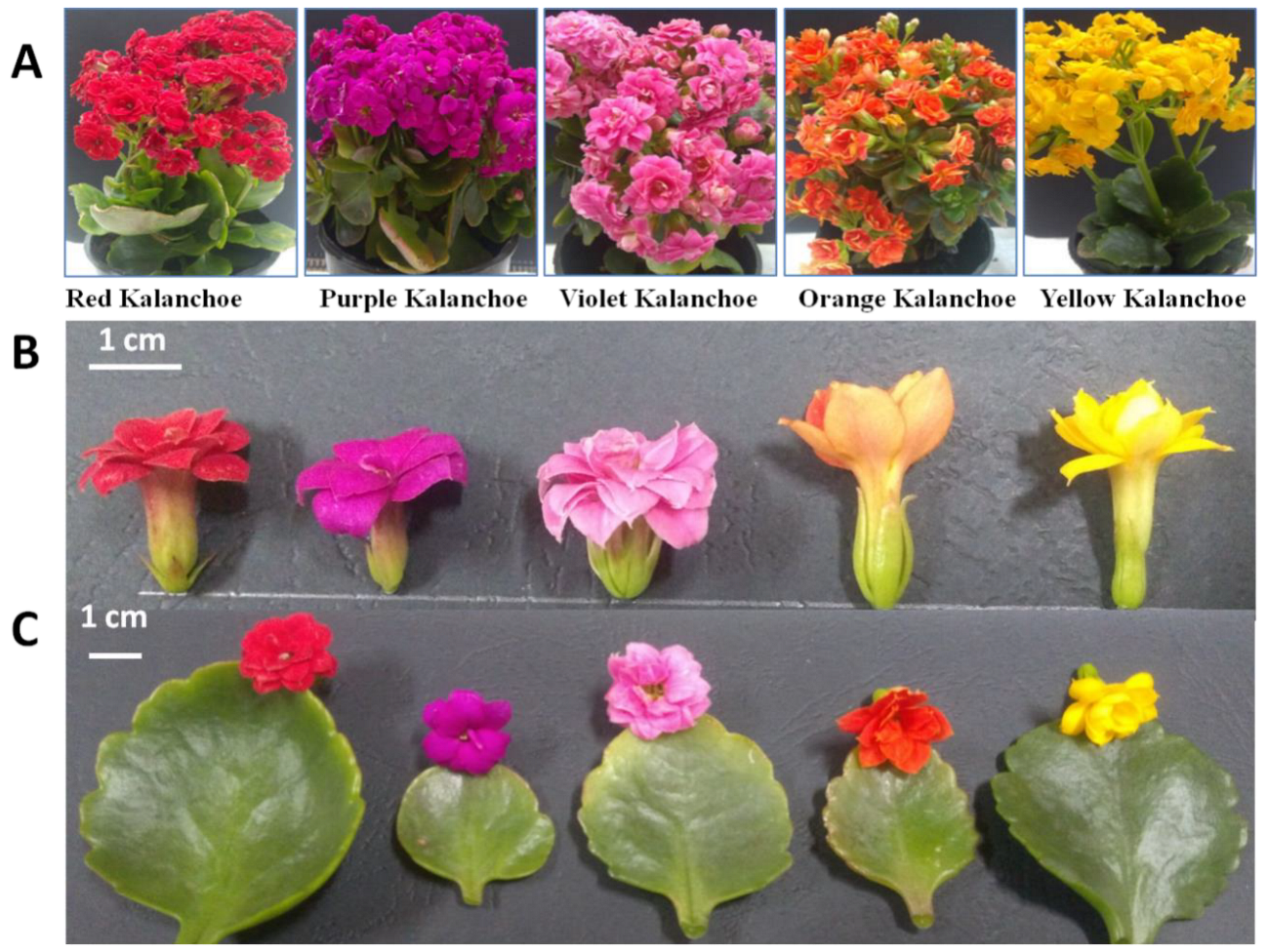 Plants 11 01722 g001 Plants 11 01722 g001