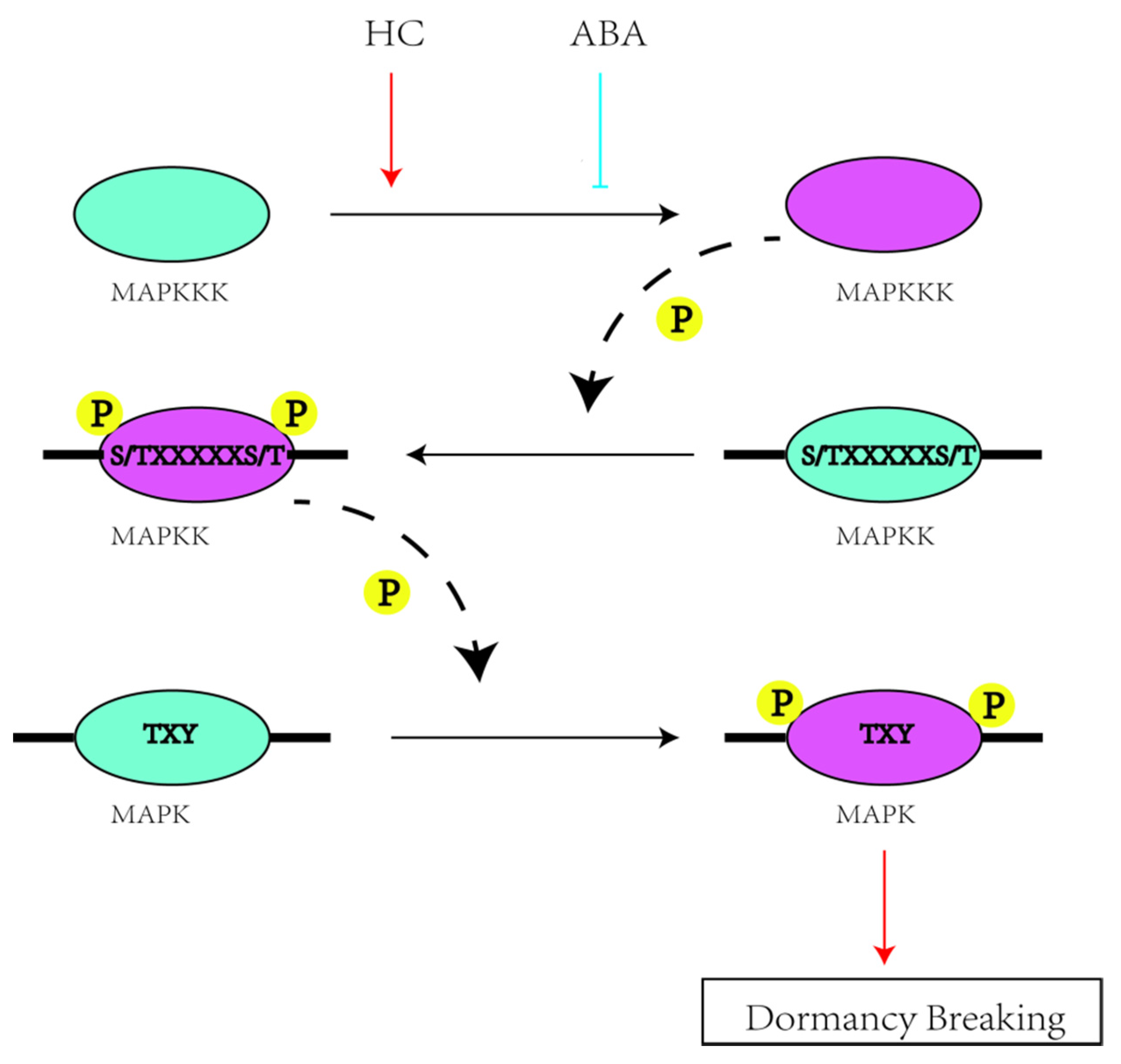 Plants 11 01731 g007