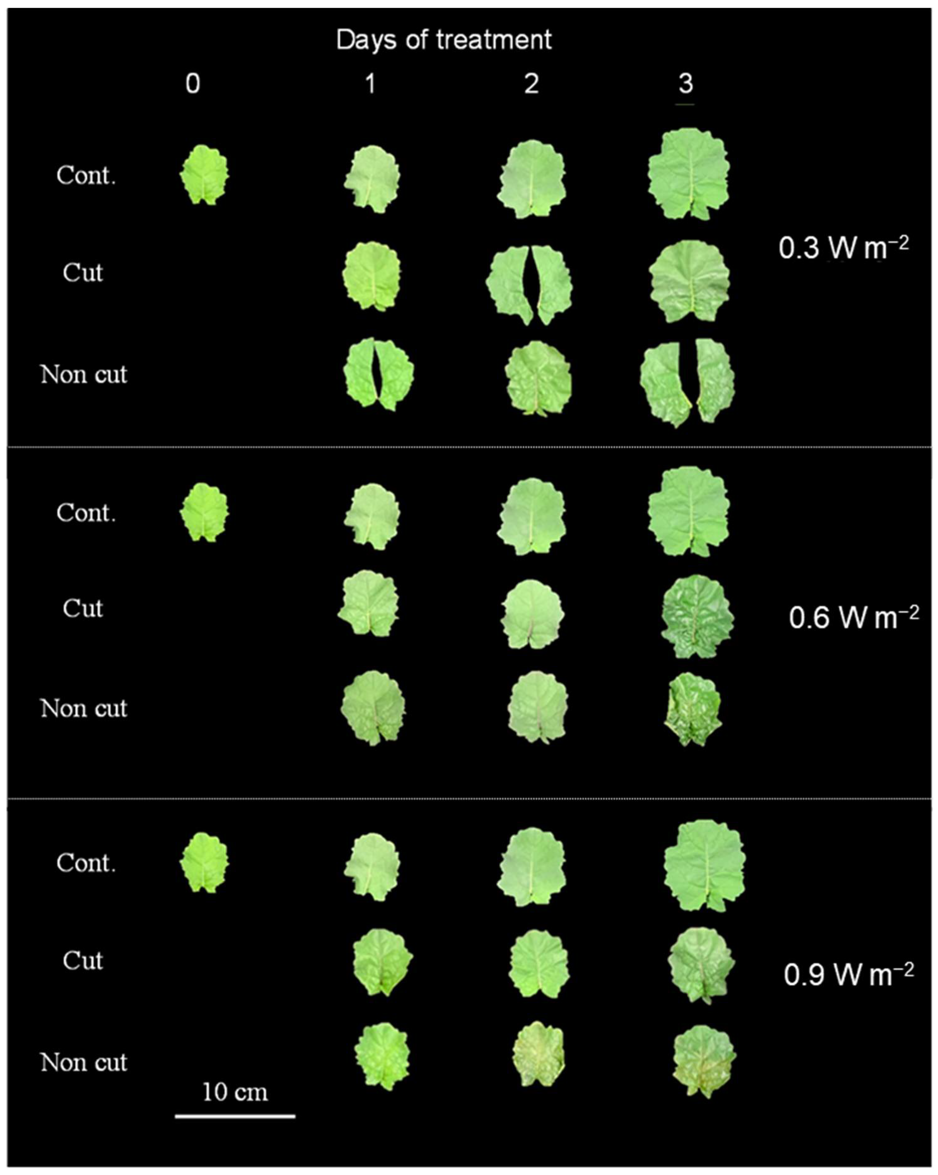 Plants 11 01732 g003 Plants 11 01732 g003