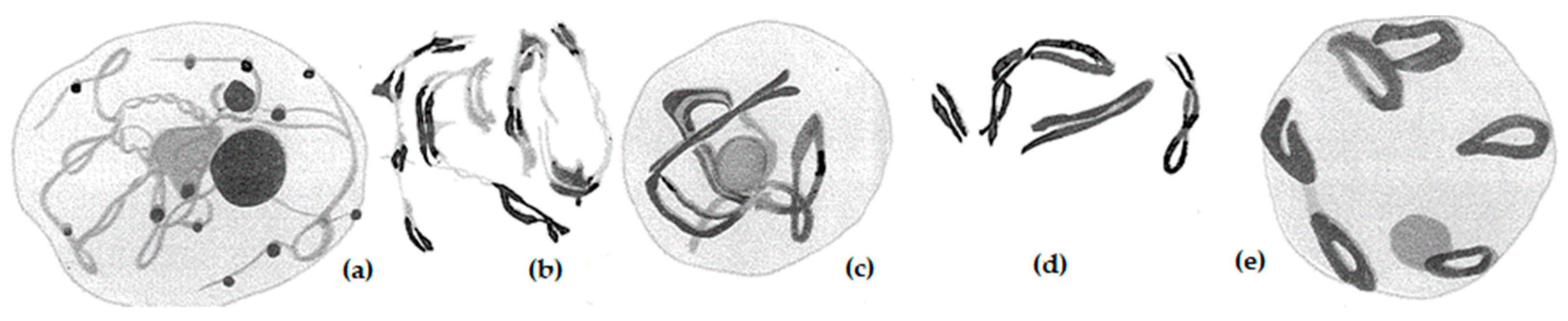 Plants 11 01753 g001